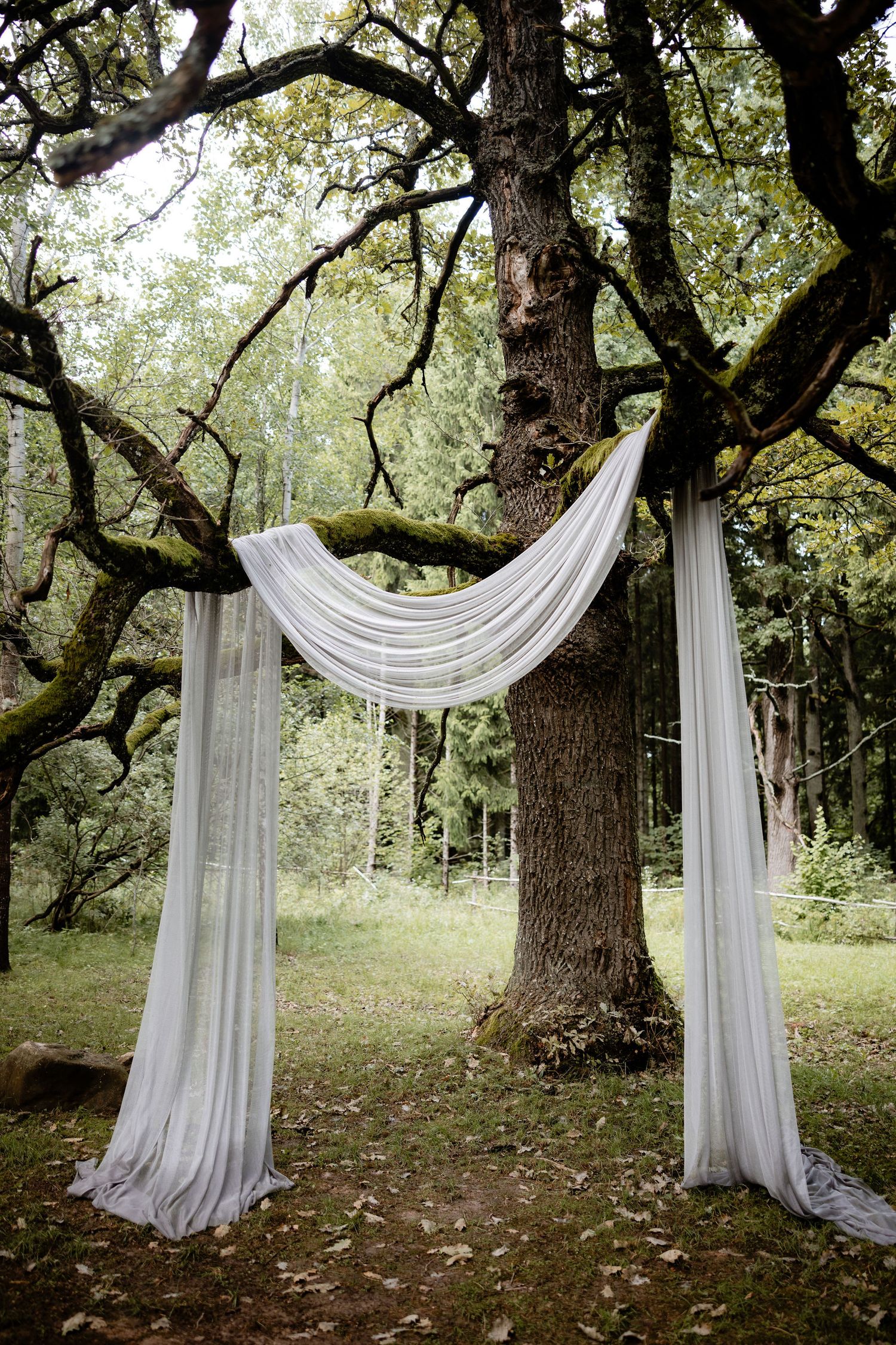 White fabric draped between two posts creates an elegant wedding arch under a large oak tree.
