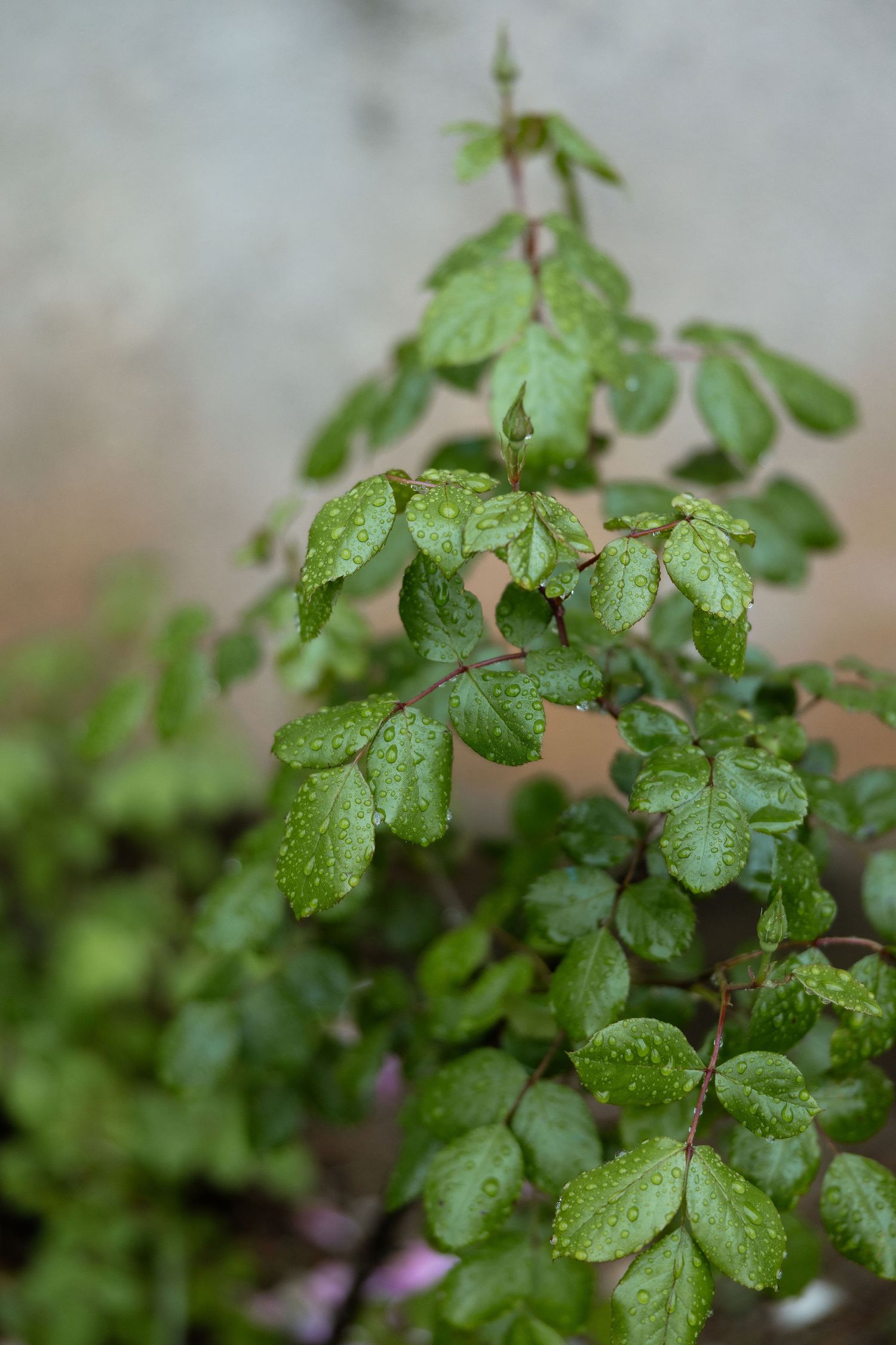 Green plant leaves covered in water droplets after rain against a blurred natural background.