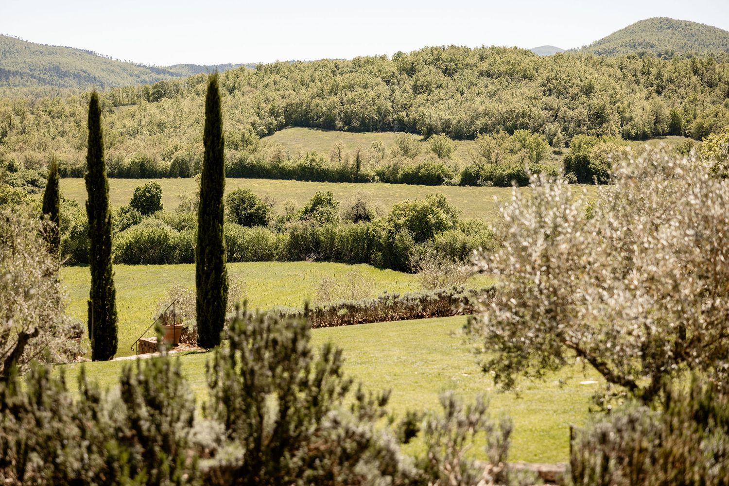 A row of cypress trees stands along a winding country road in the Italian countryside with rolling hills in the distance.