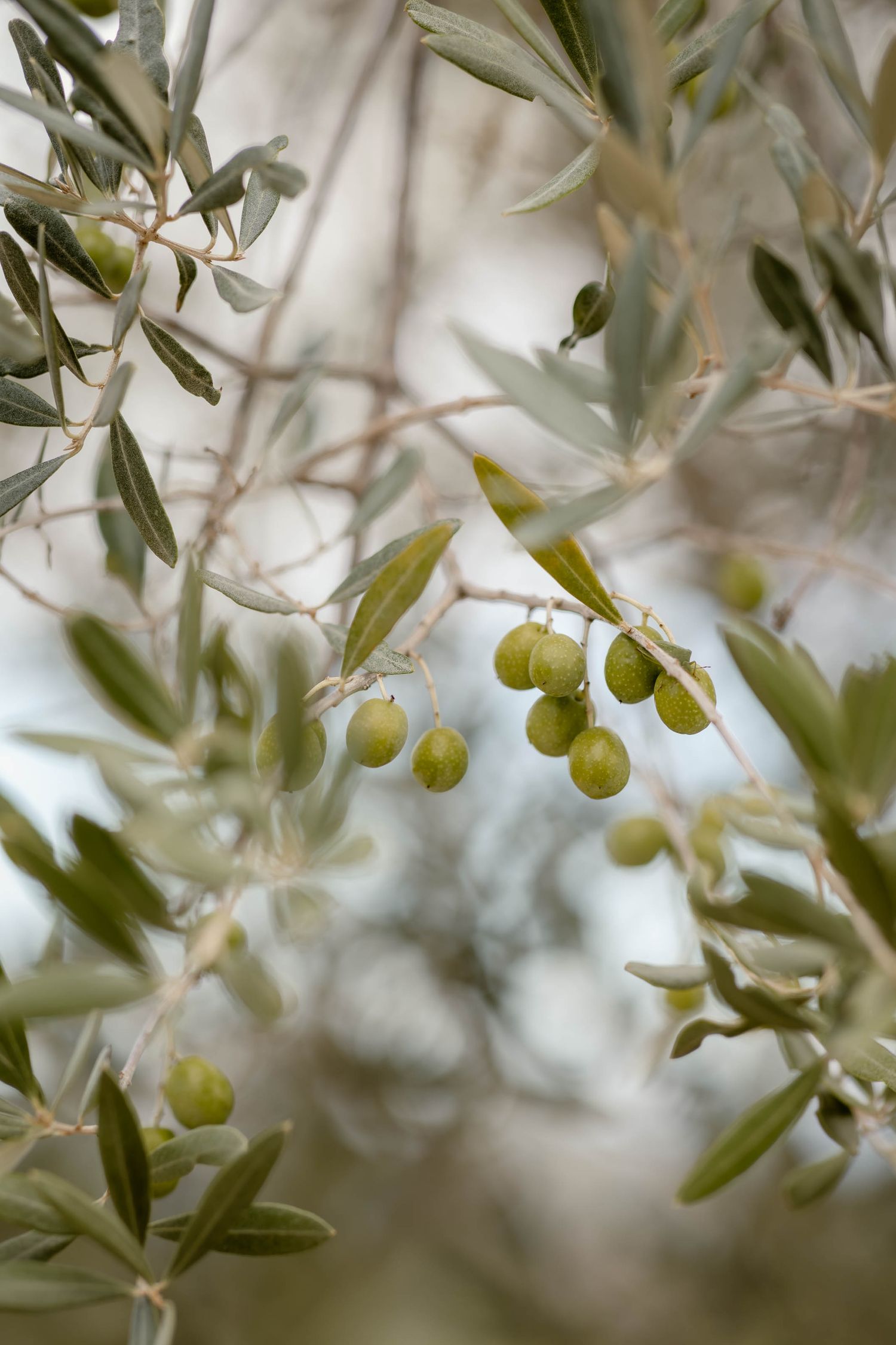 Close-up of fresh green olives growing on branches with soft focus background.