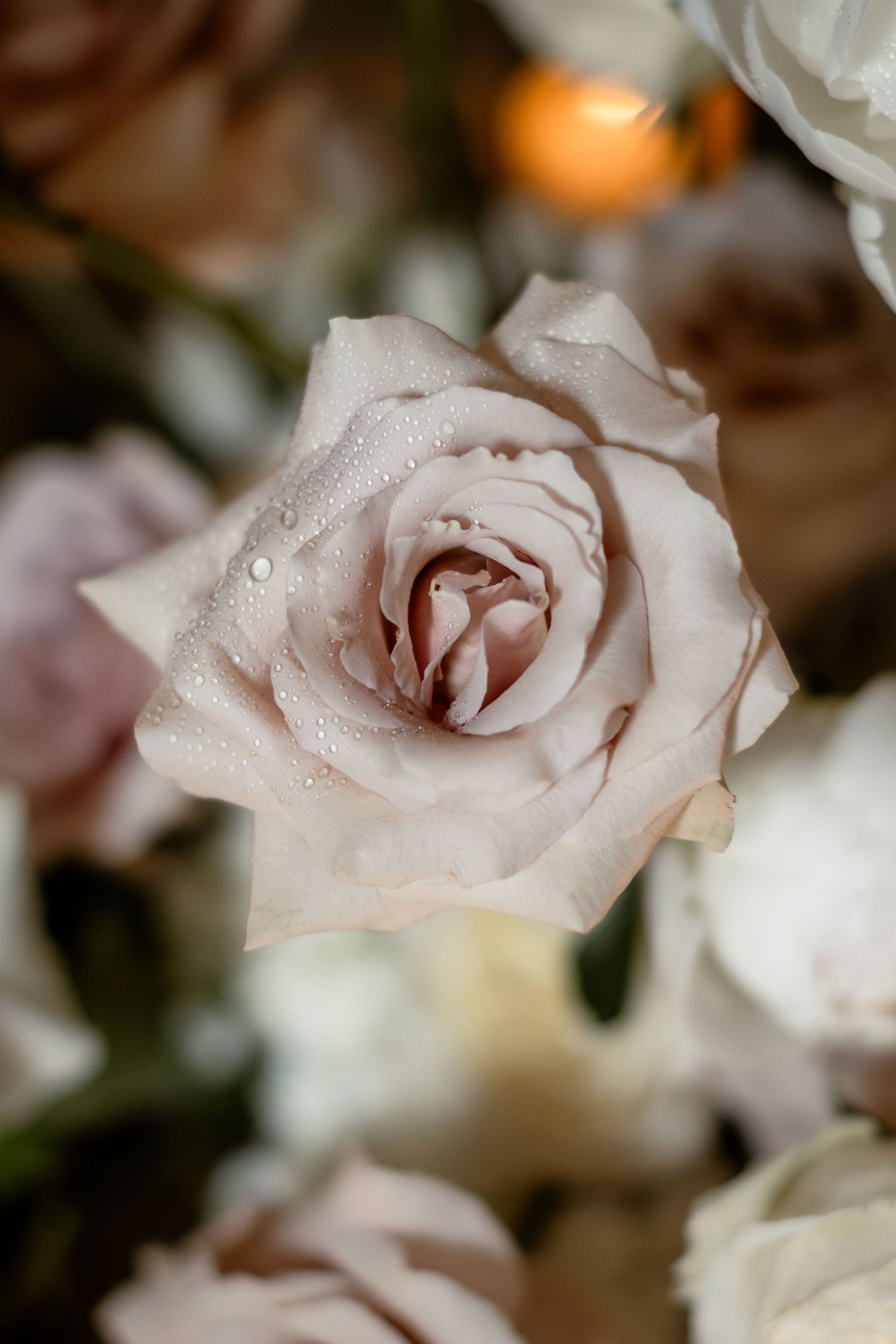 Close-up macro shot of a delicate pale pink rose with water droplets on its petals in soft lighting.