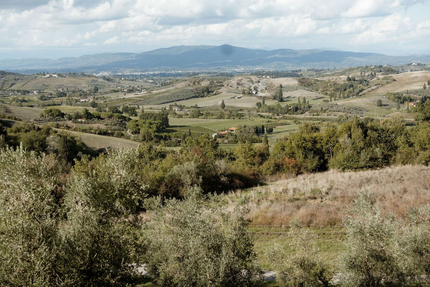 Rolling hills of Tuscany stretch into the distance with olive groves and scattered buildings dotting the pastoral landscape.