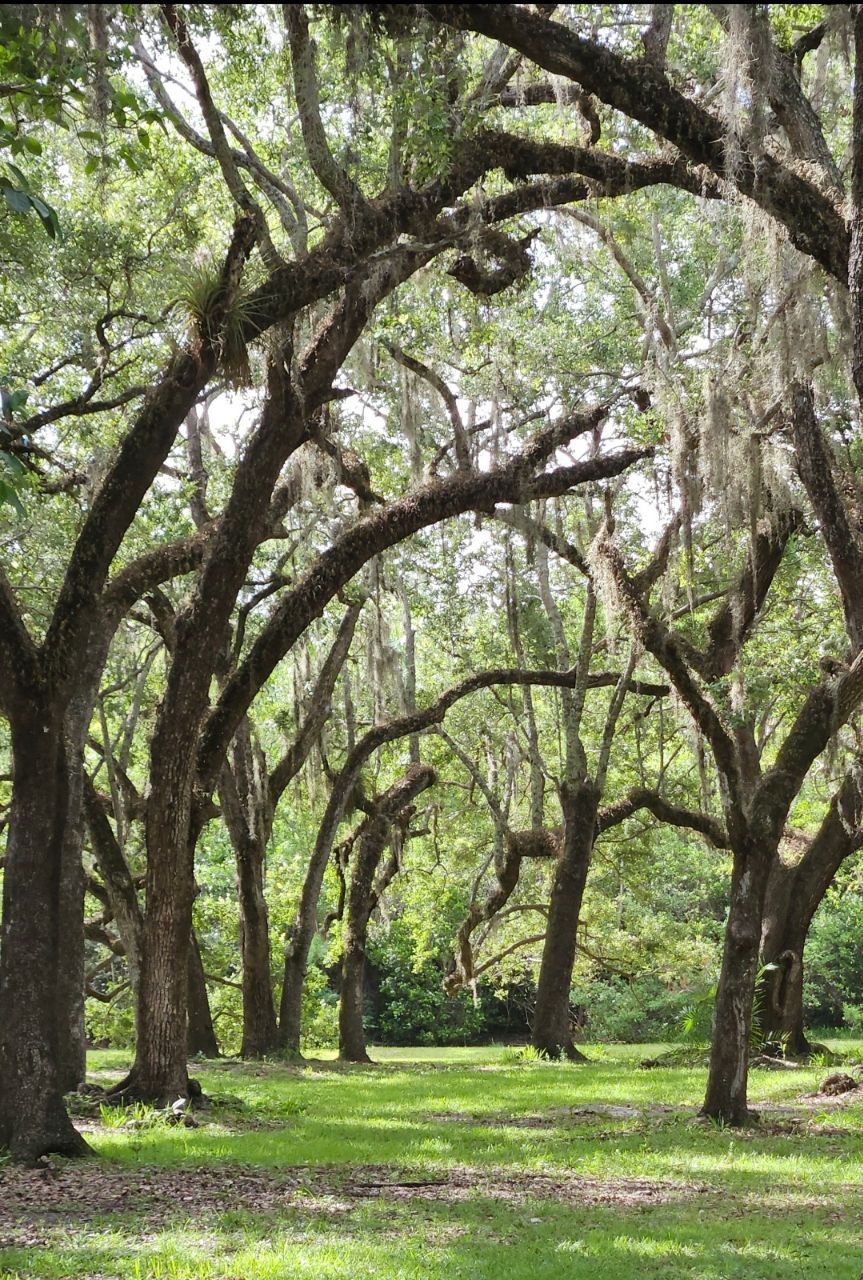 Majestic oak trees with Spanish moss creating a natural canopy over a grassy path.