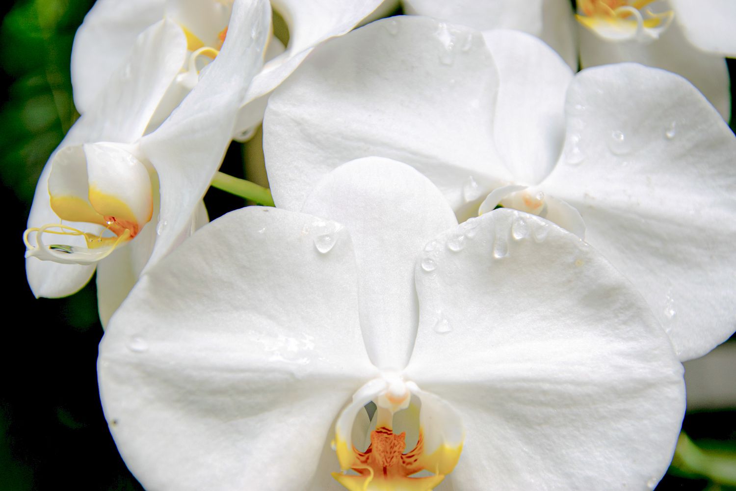 Close-up of a pristine white orchid with water droplets.