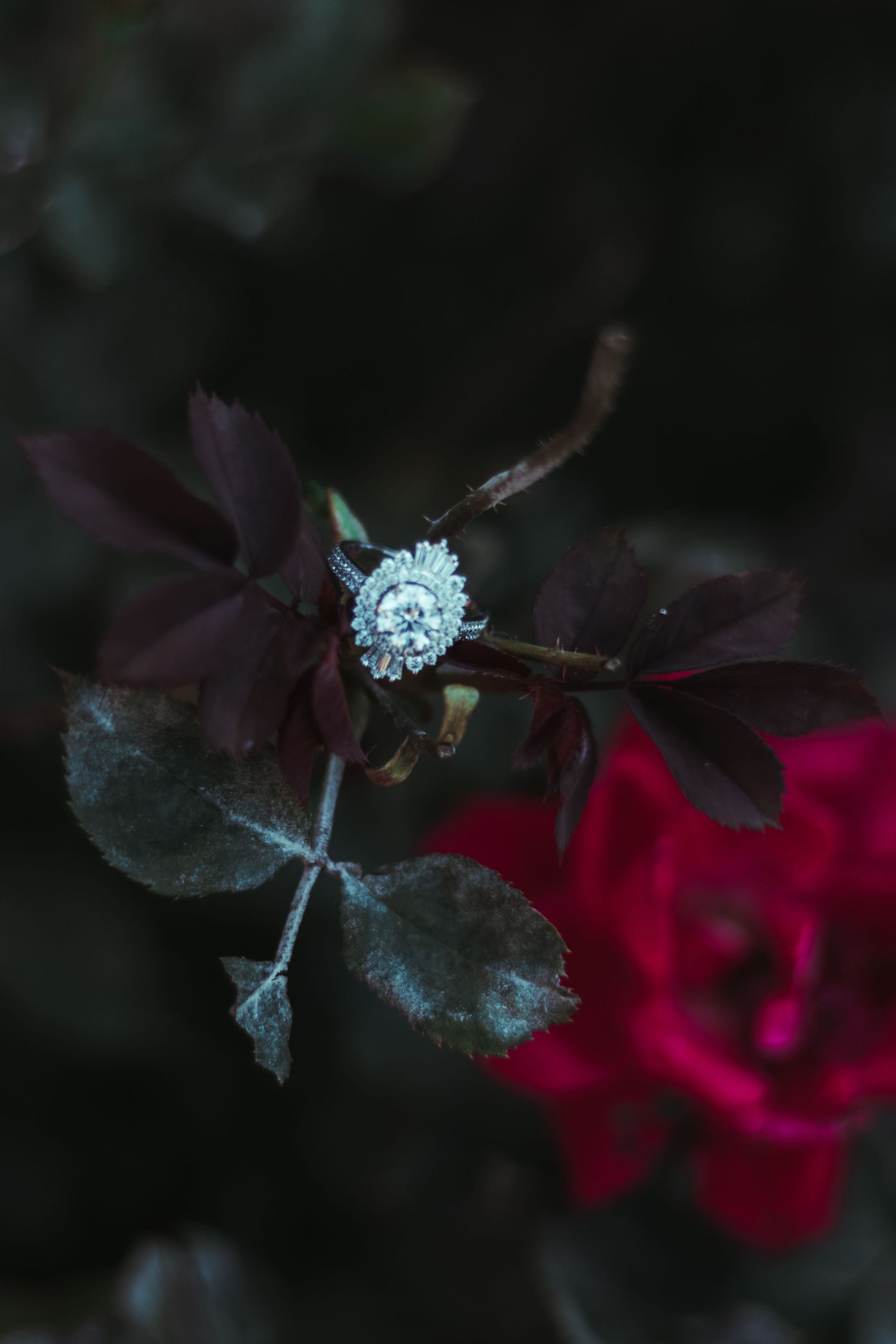 Red roses bloom in dark garden setting with delicate white flowers and moody atmospheric lighting.