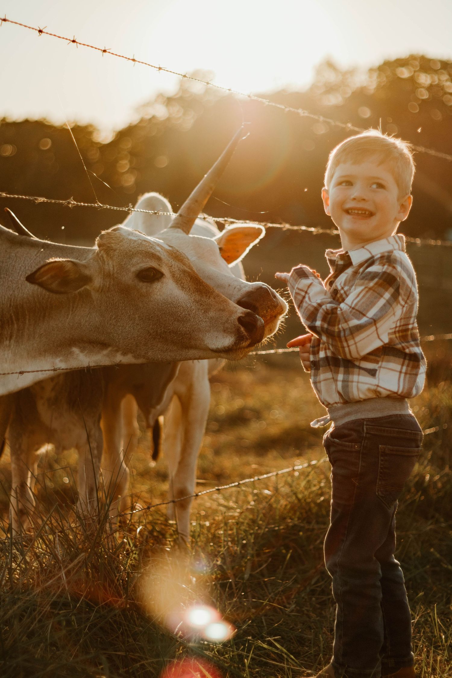 Child interacts with cows through a fence during golden hour at The Farm at Daffodil Hill in Clarksville, Georgia.