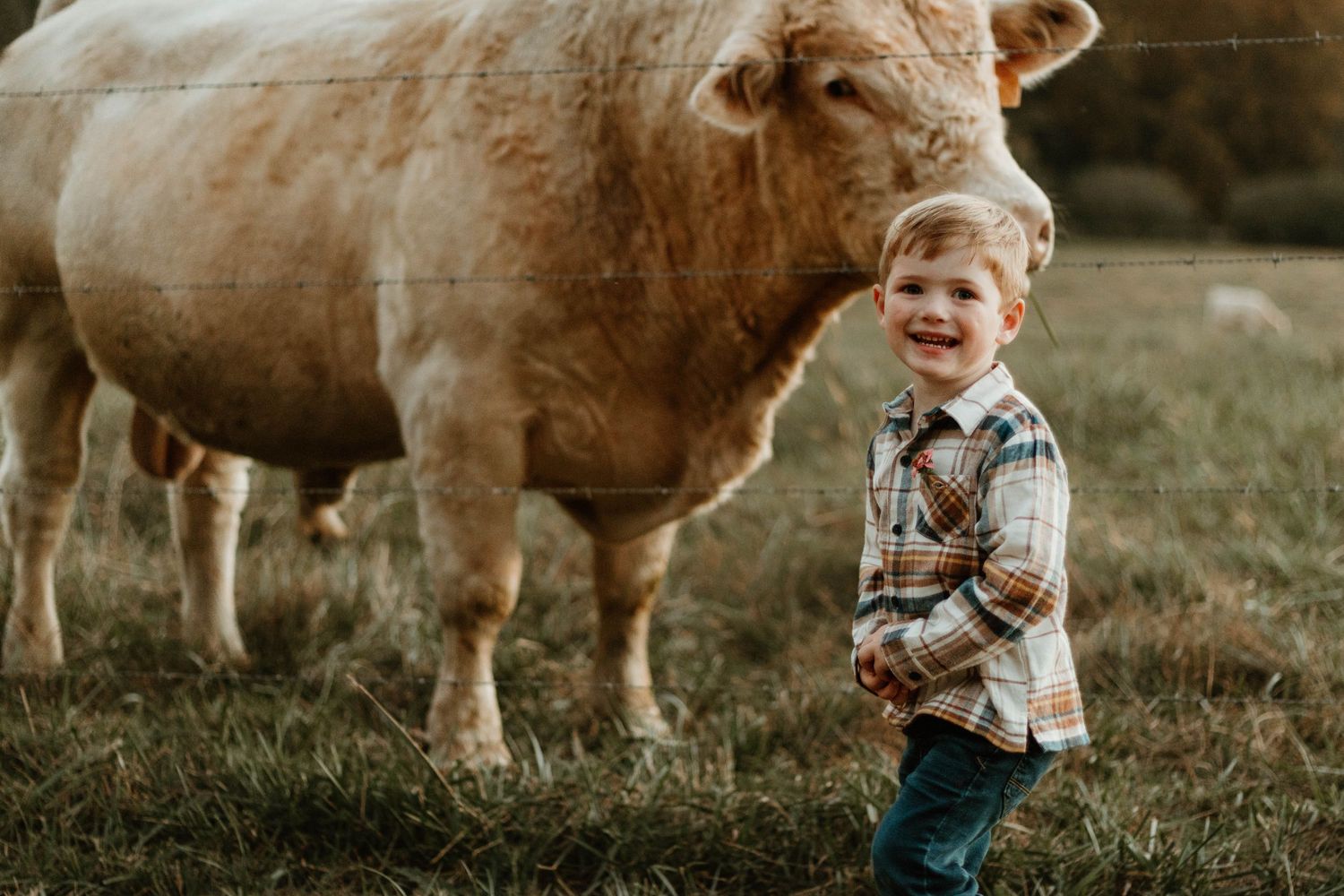 Large brown farm cow grazing in a grassy field at sunset during a photoshoot in Clarkesville, Georgia.