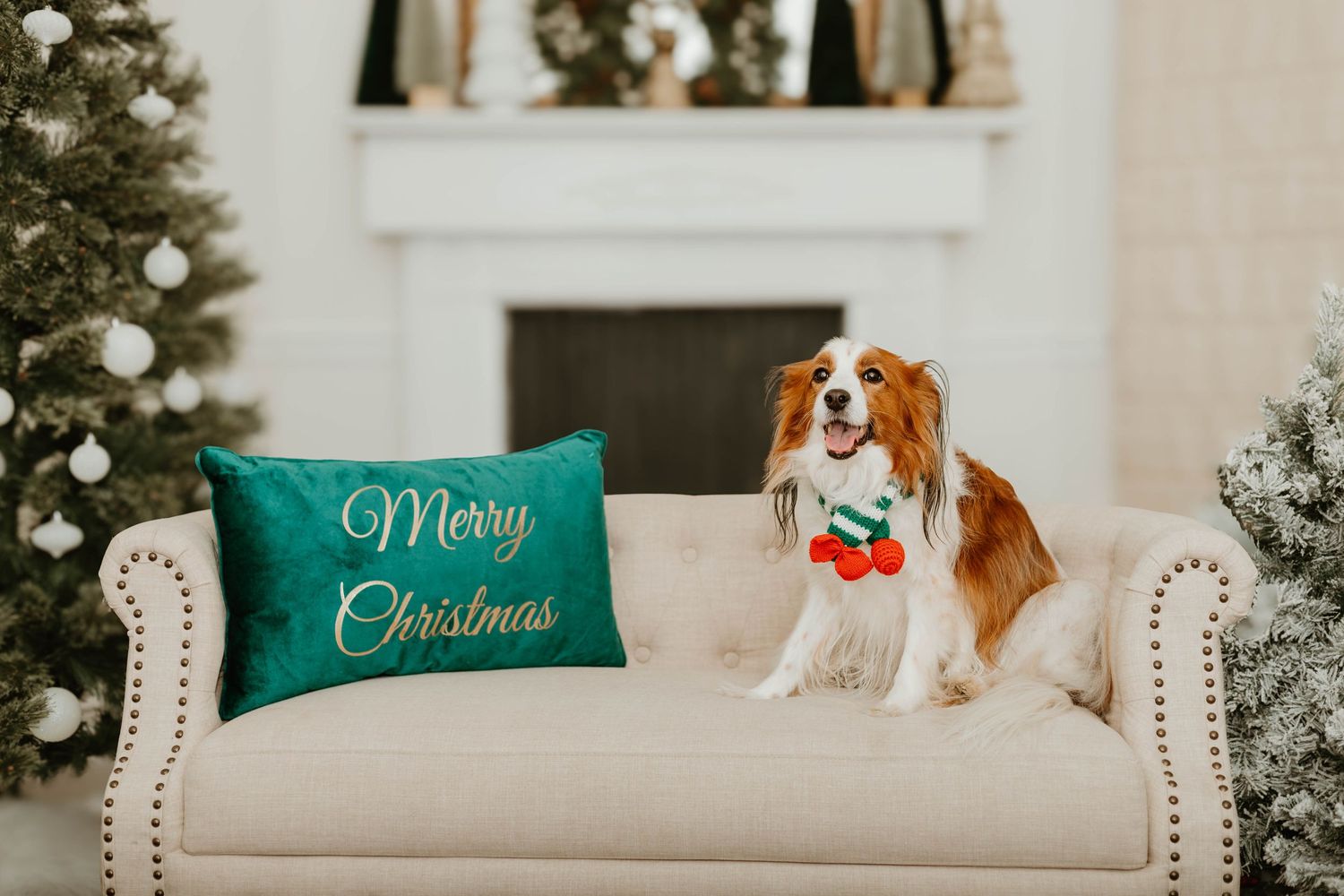 Christmas scene with decorated trees and green holiday pillows on beige couch with dog at South Elm Events in Commerce, GA.