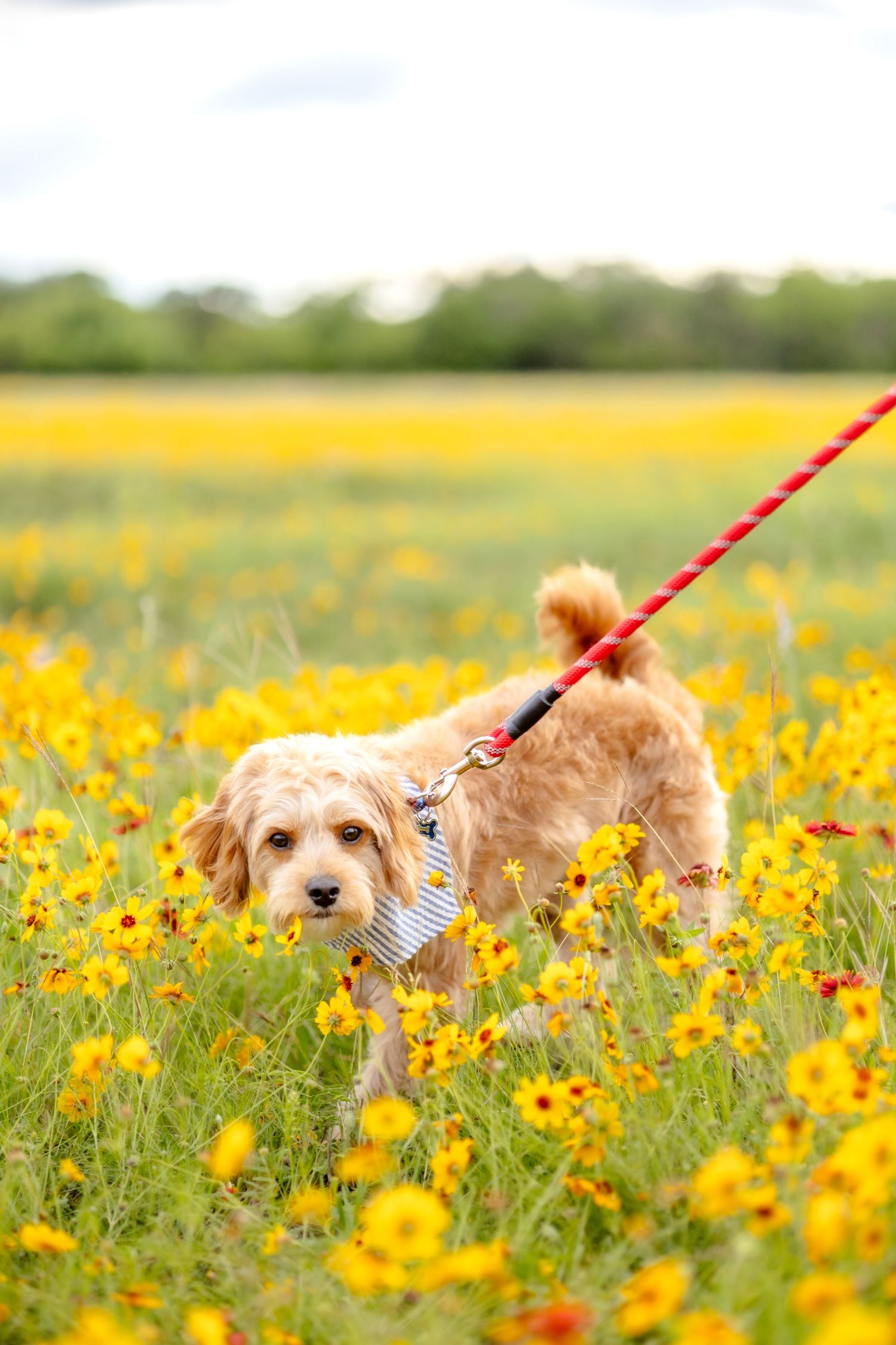Cavapoo puppy walking in a wildflower field full of bright yellow flowers in the spring in Abilene, Texas