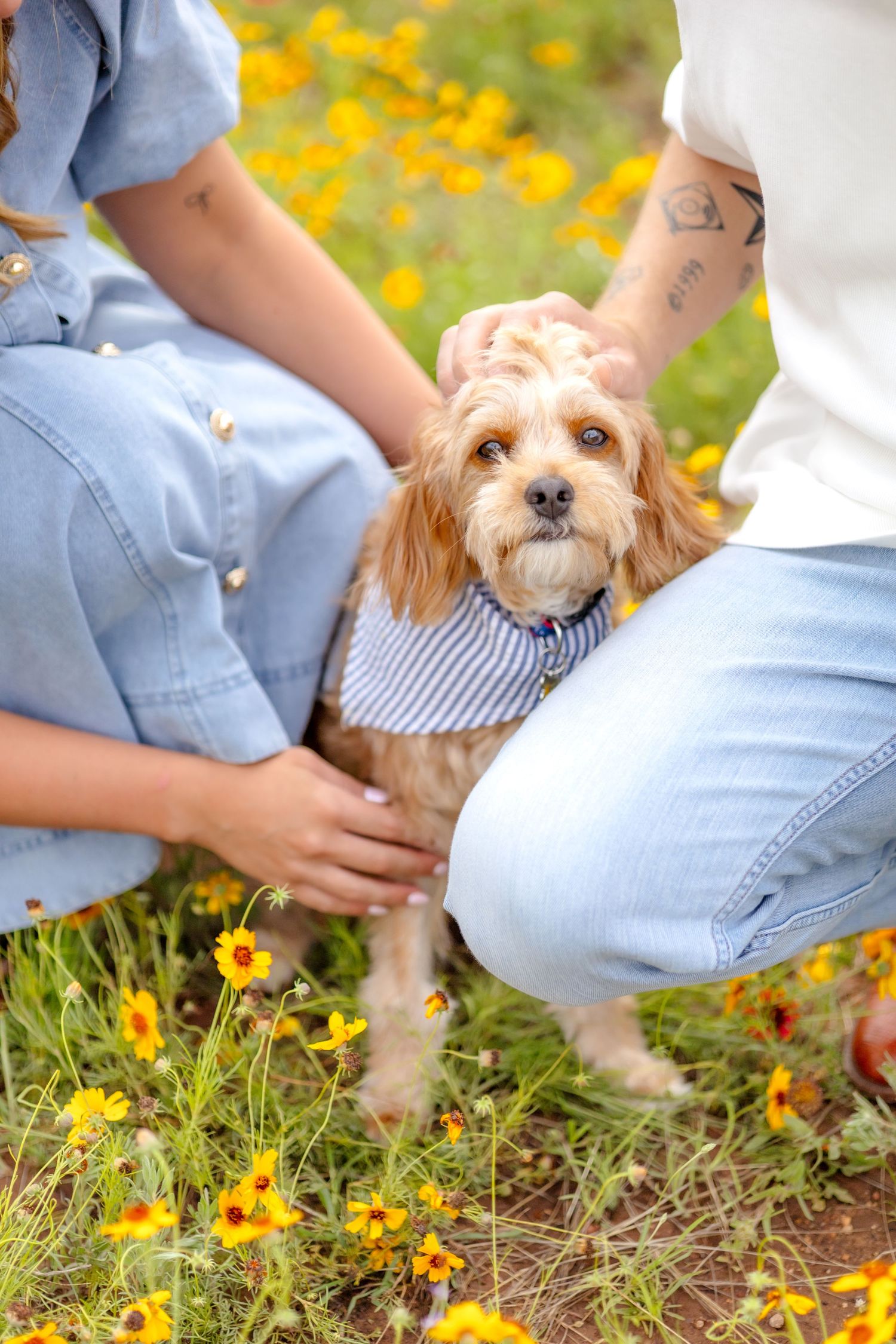 Married couple crouching down to pet their golden Cavapoo puppy wearing a blue striped bandana in a wildflower field