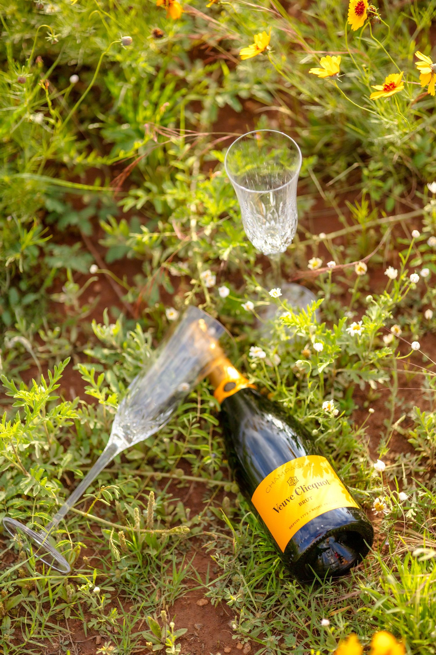 Bottle of champagne and champagne flutes laying in the grass in a wildflower field in Abilene, TX