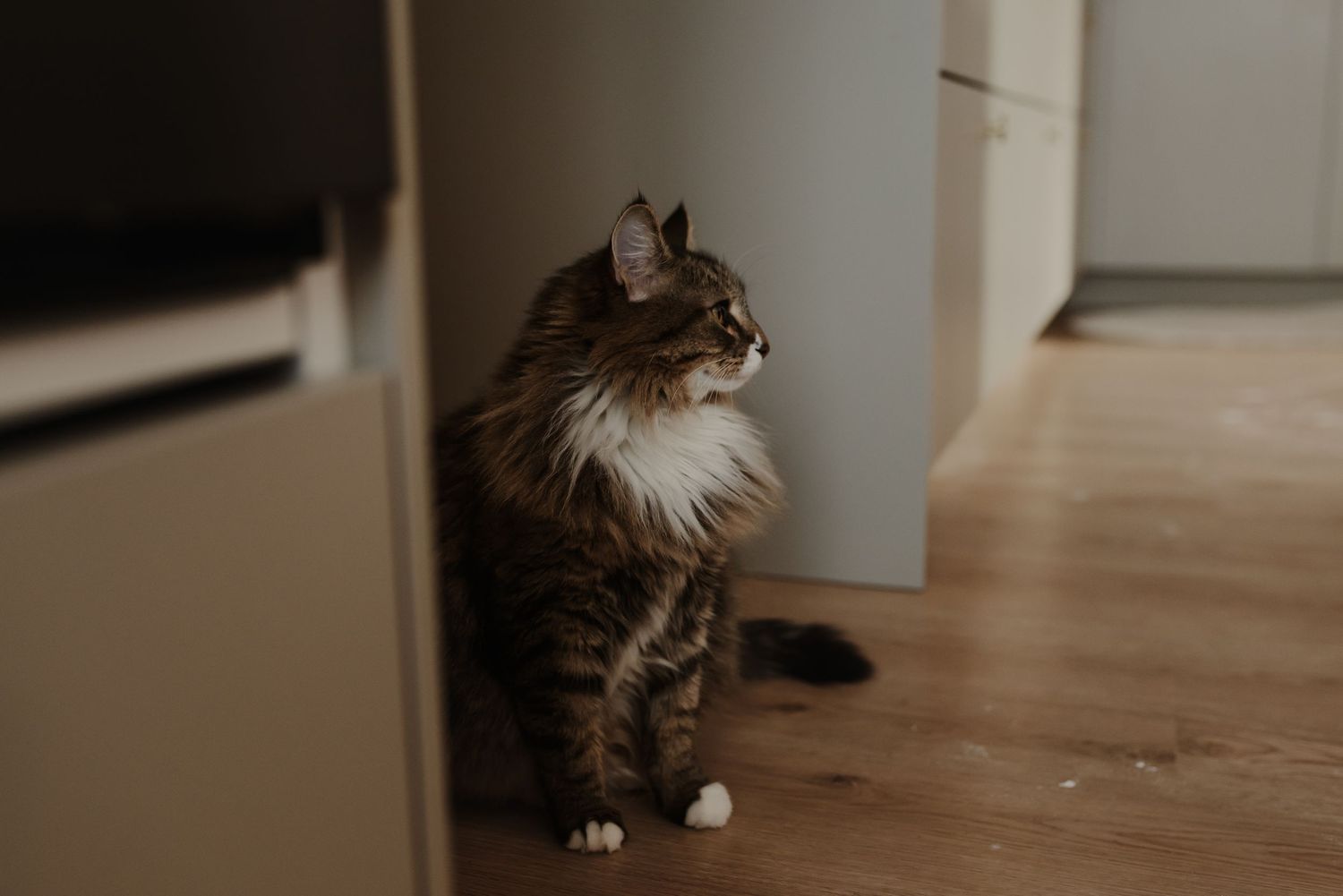 A fluffy tabby cat with white chest fur sits on hardwood floor near white cabinets, gazing alertly to the side.