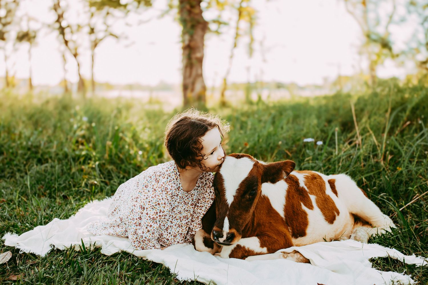 A laid-back scene with a spotted brown and white calf resting on a blanket in a sunlit meadow during golden hour.