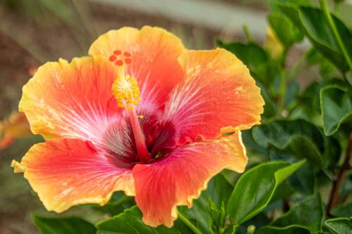 flower