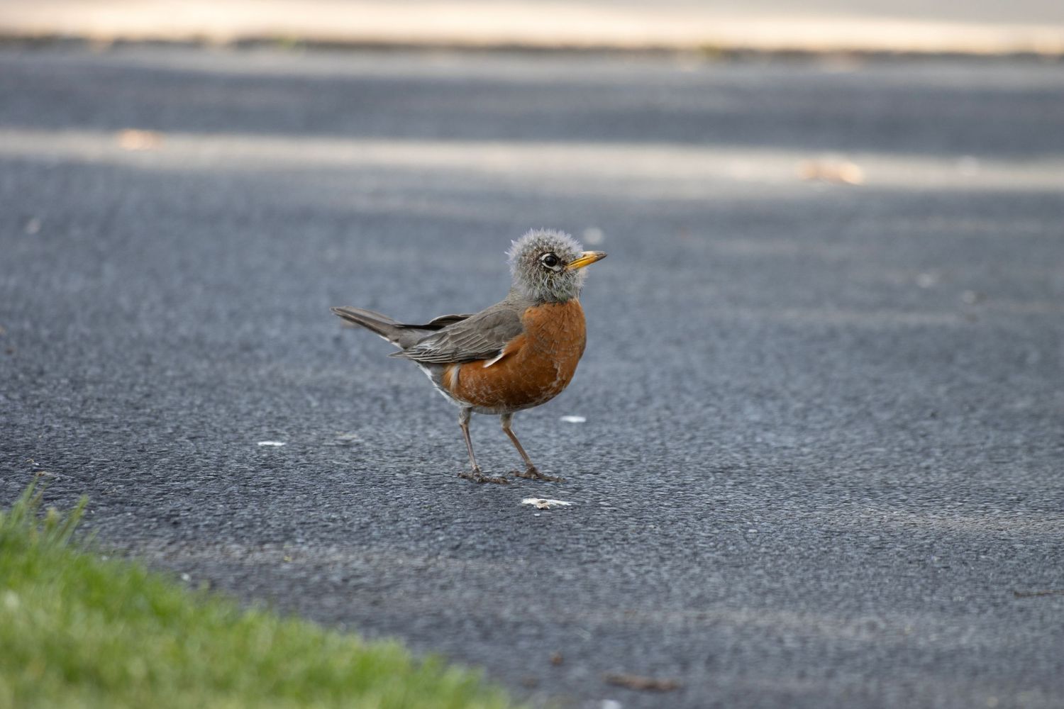 A bird is standing with a dandelion covering its head.