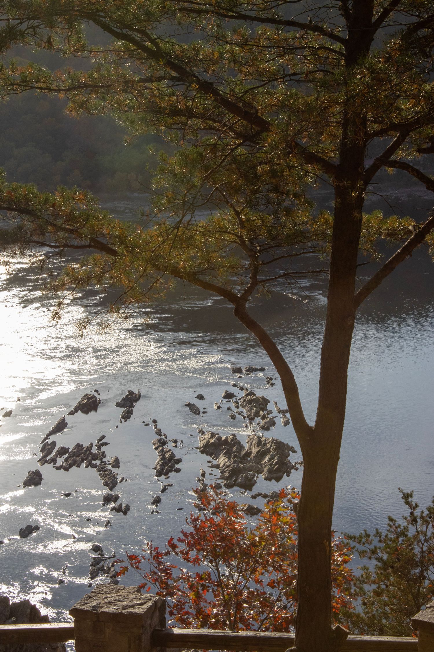A river with waves clashing on rocks and a tree in the foreground.