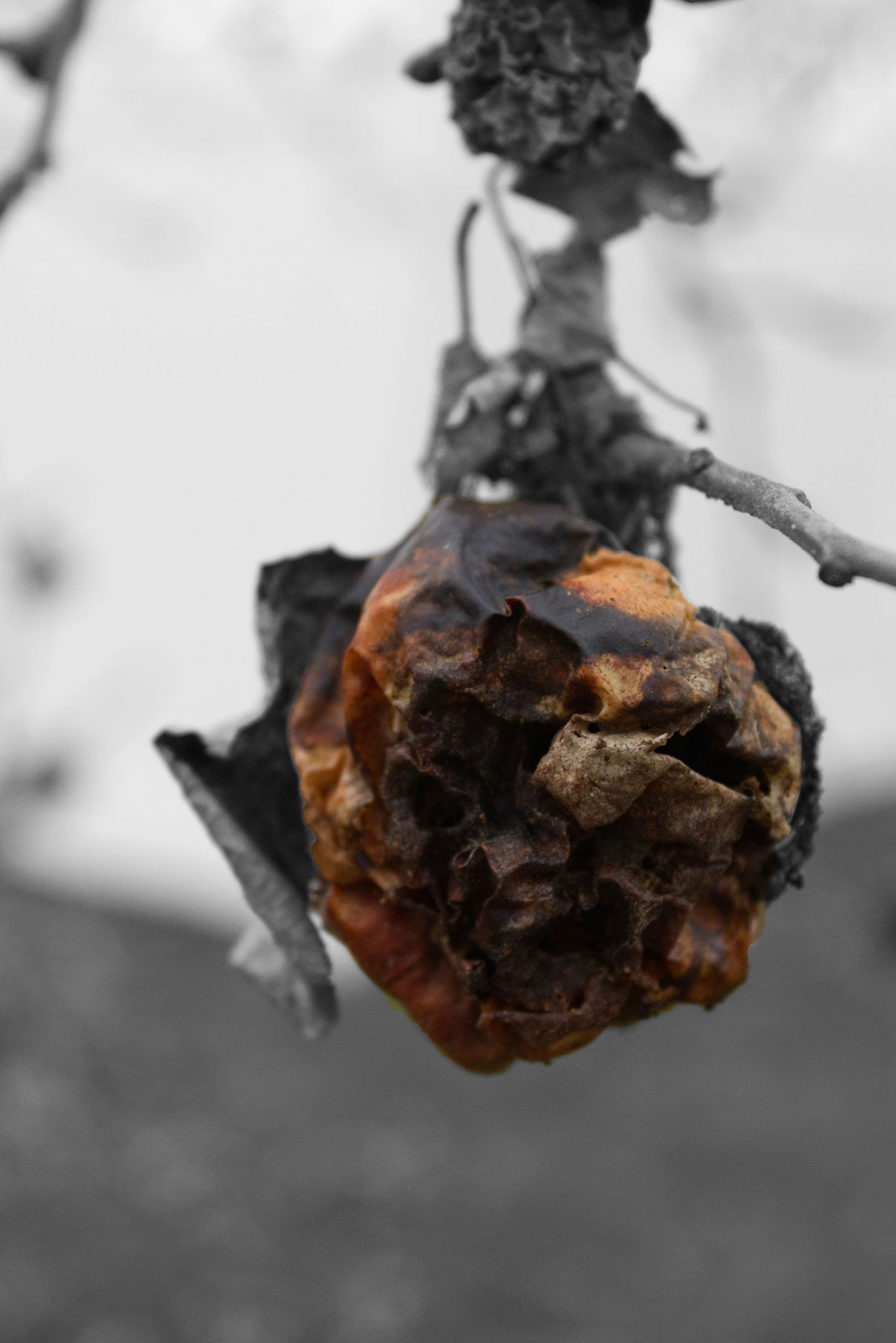 A withered and rotting apple hanging from a branch, with the background desaturated to black and white.