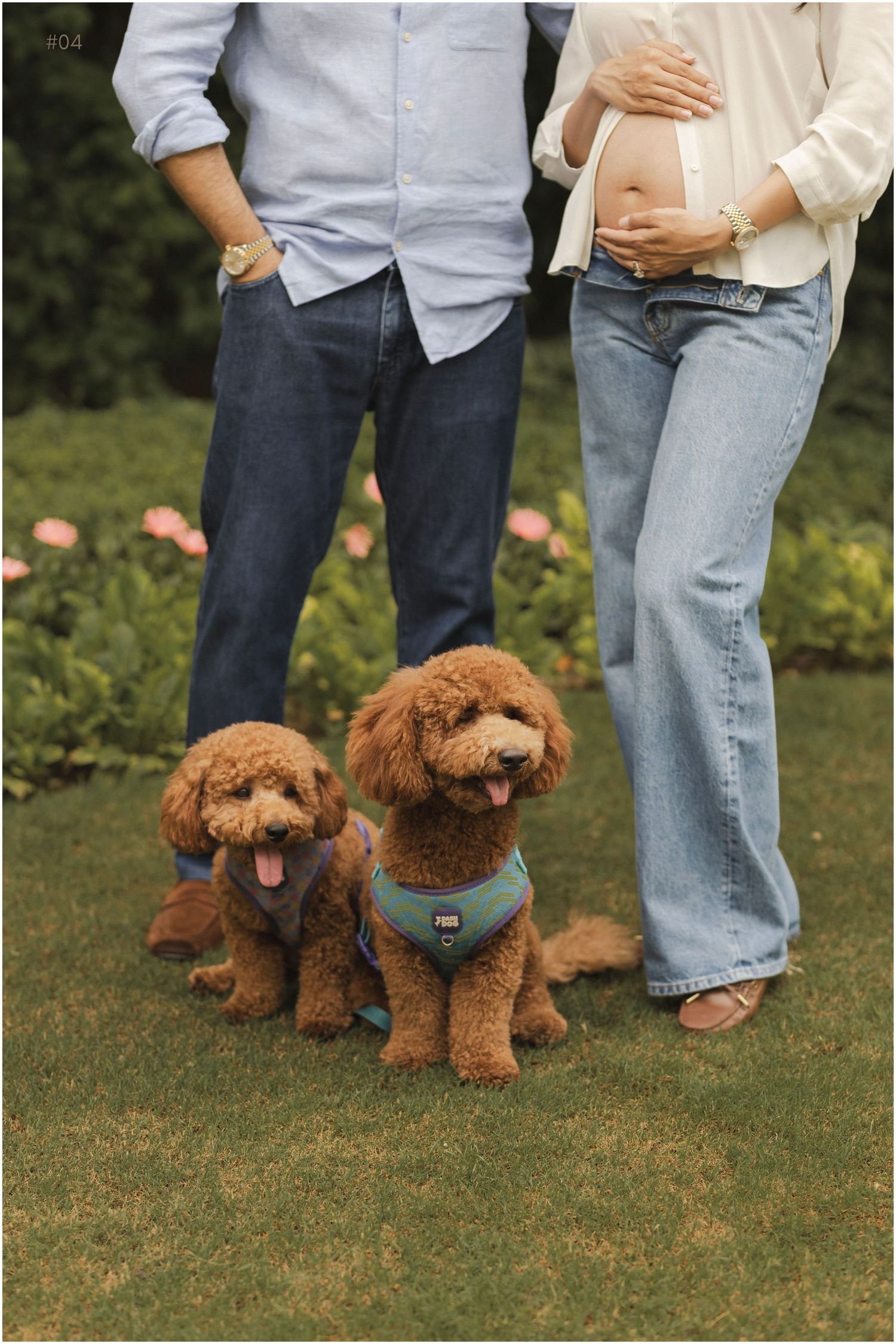 Pregnant woman and partner stand on grass with two fluffy red Cavapoo dogs wearing harnesses in a maternity photo.