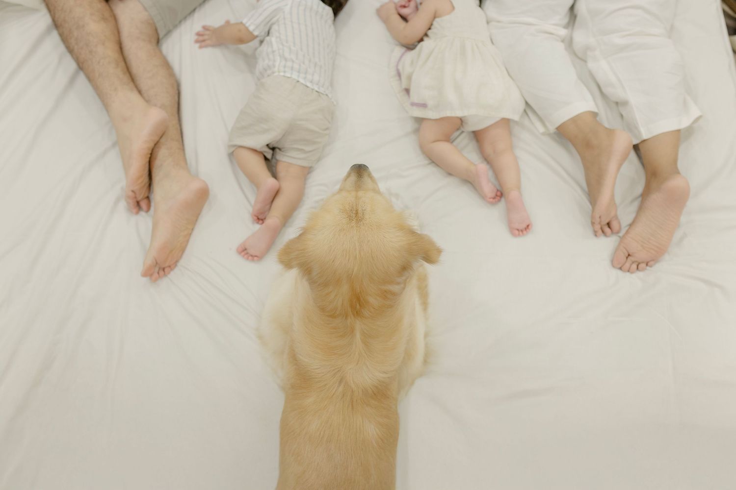 Golden retriever puppy sitting on white bed between family members lying down, viewed from above.