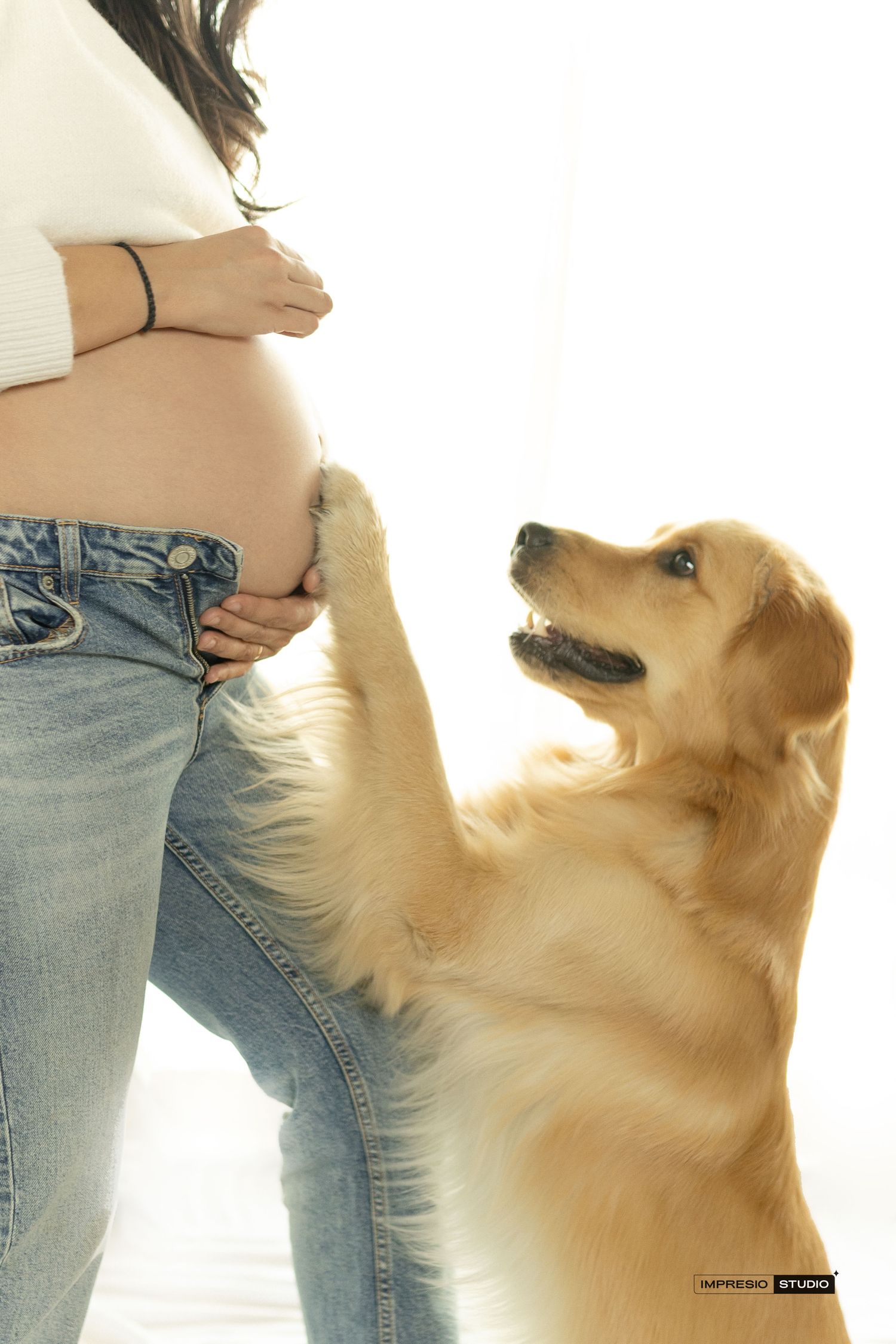 A golden retriever places its paw on a pregnant woman's baby bump, looking up curiously in a bright studio setting.
