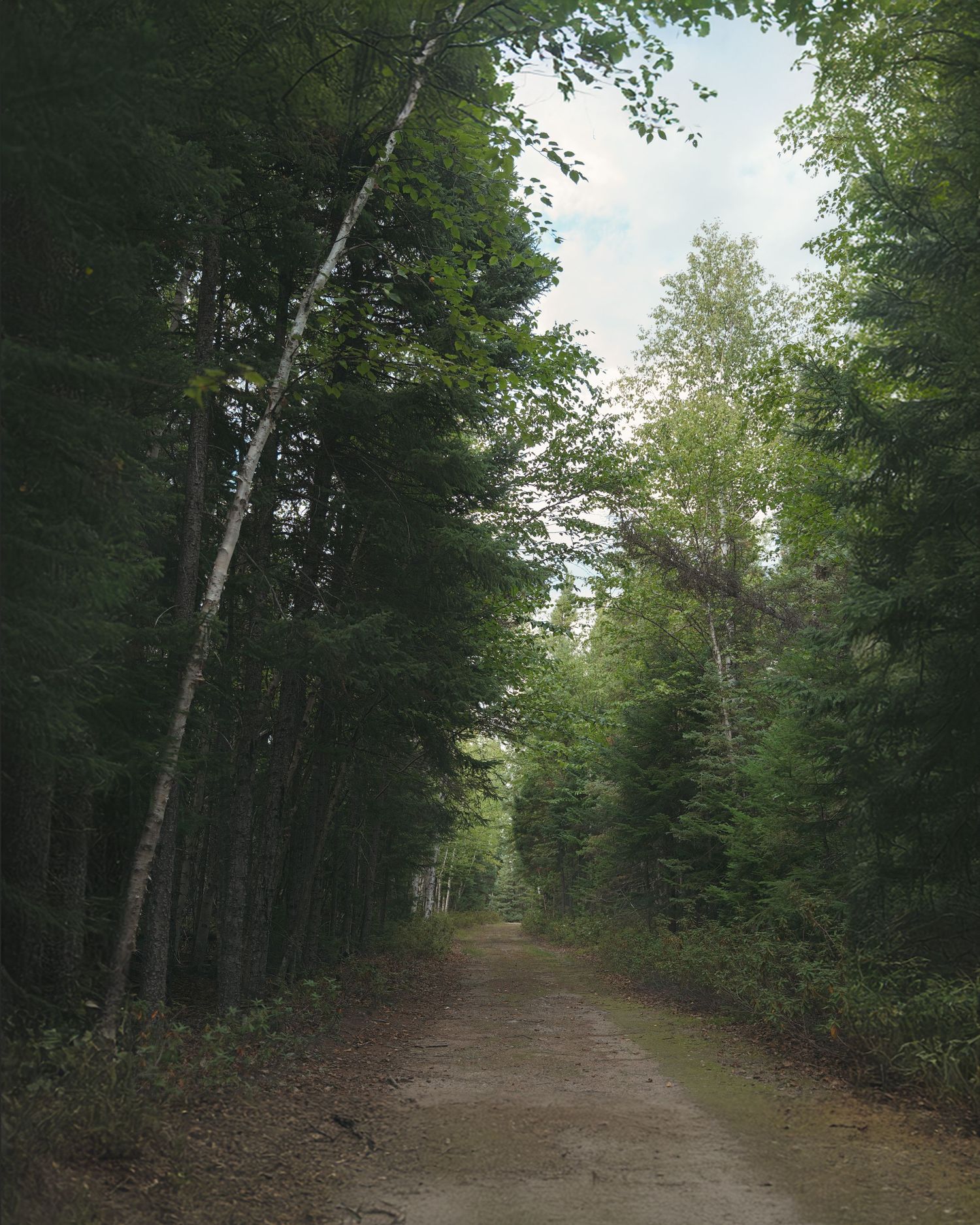A serene dirt path winding through a dense forest with tall trees creating a natural tunnel effect.
