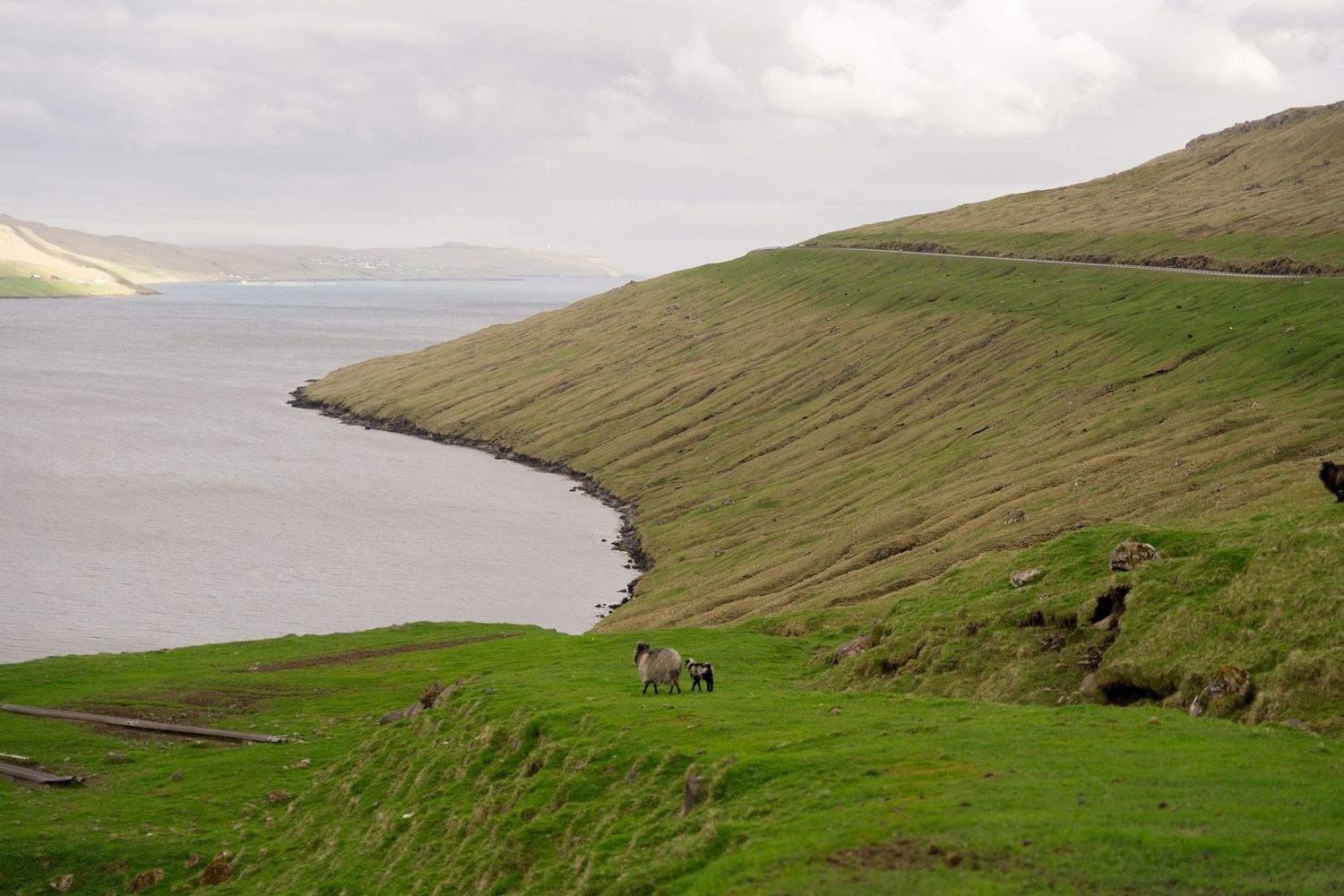 Lush green hillside slopes meet a calm fjord under overcast skies, with horses grazing on the scenic coastal landscape.