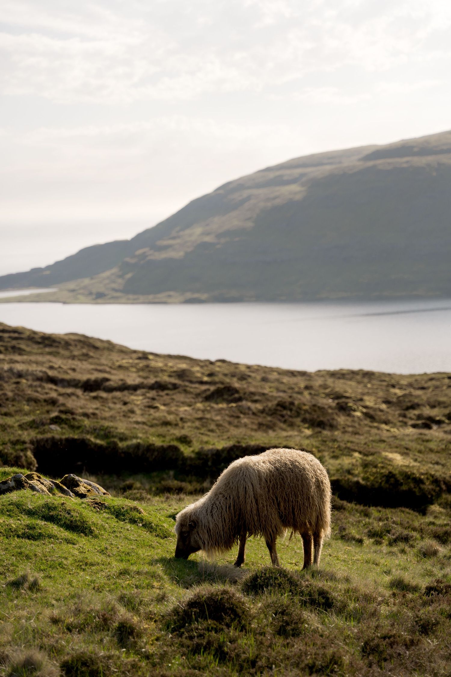 A lone sheep grazes on lush green grass with a serene loch and misty mountains in the background.