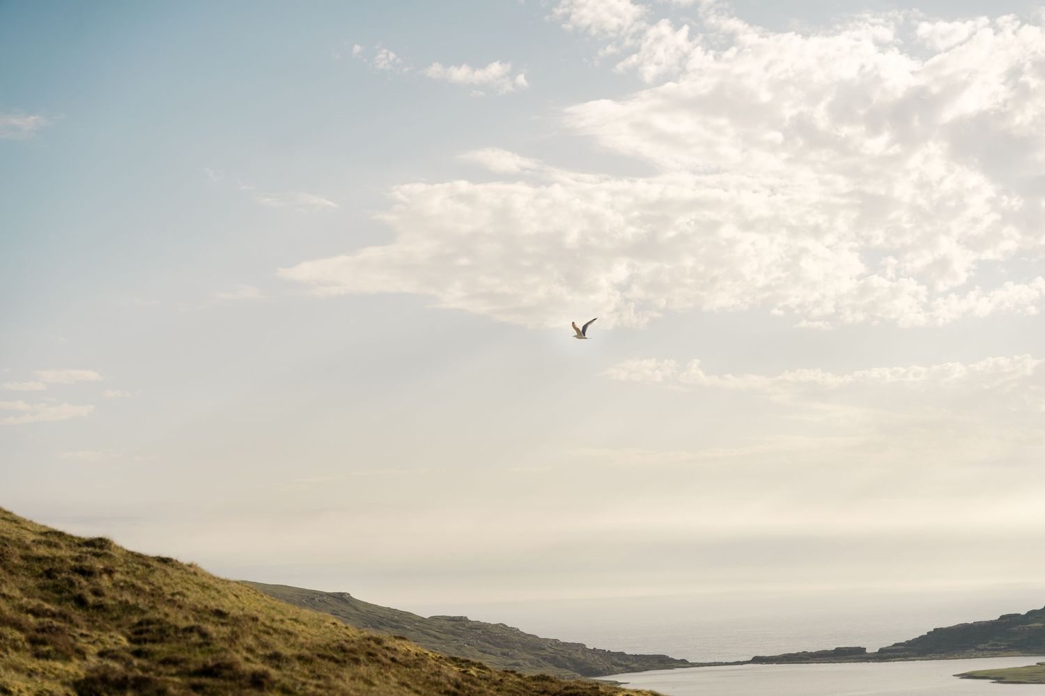 A lone bird soars over rolling green hills and a calm coastal bay under a soft, cloudy sky.