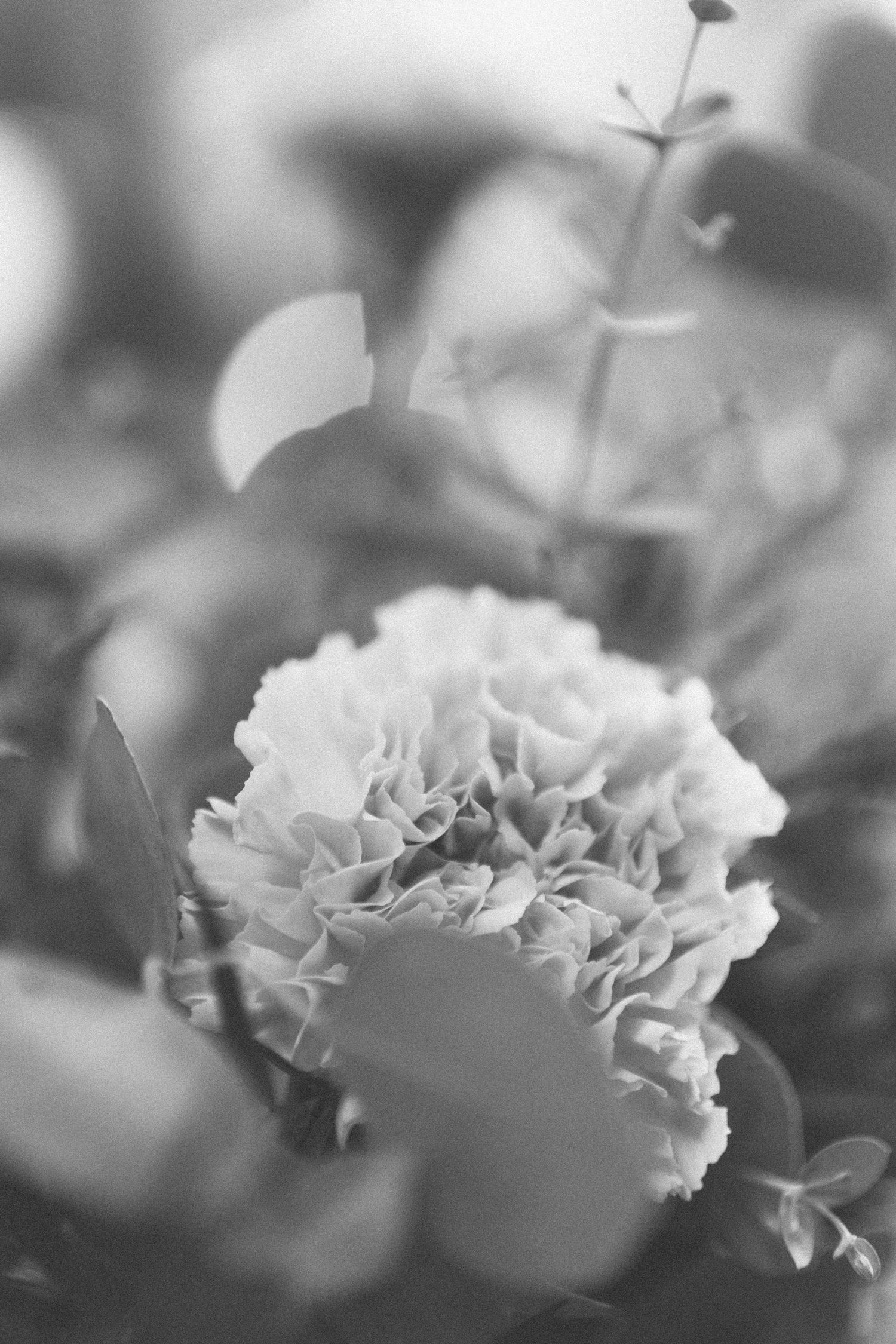 Black and white macro photograph of delicate carnation flowers in soft focus.