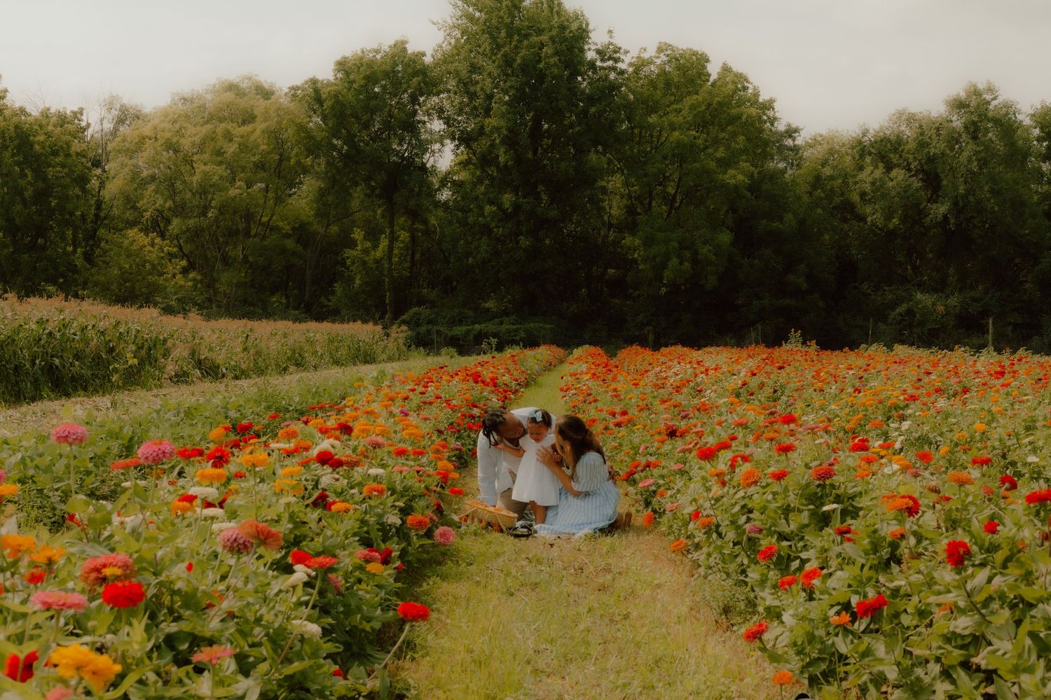 A family sitting together in a path through a beautiful field of red and orange flowers.