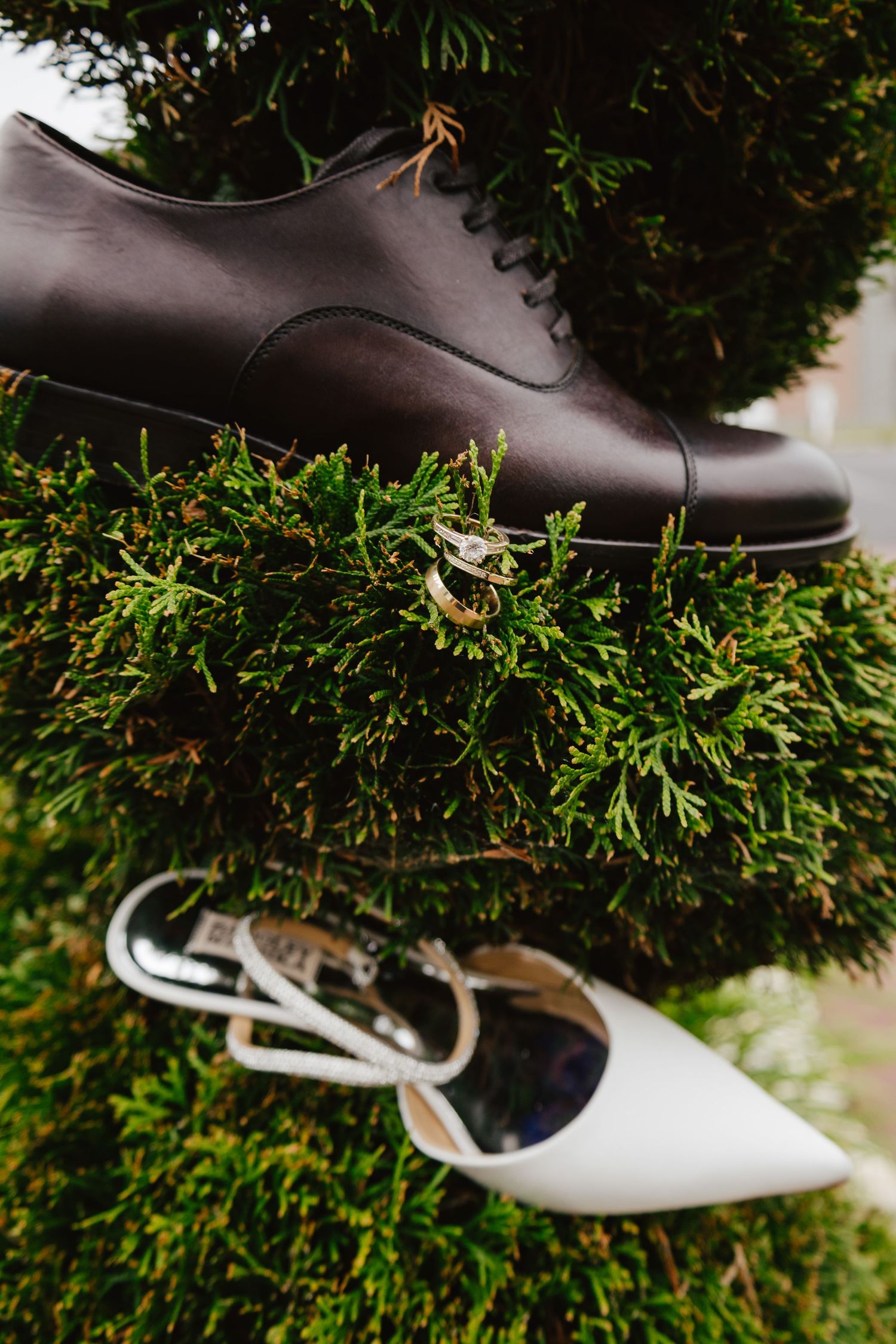 Closeup of black and white formal shoes resting on lush green hedges or shrubs in contrasting arrangement.