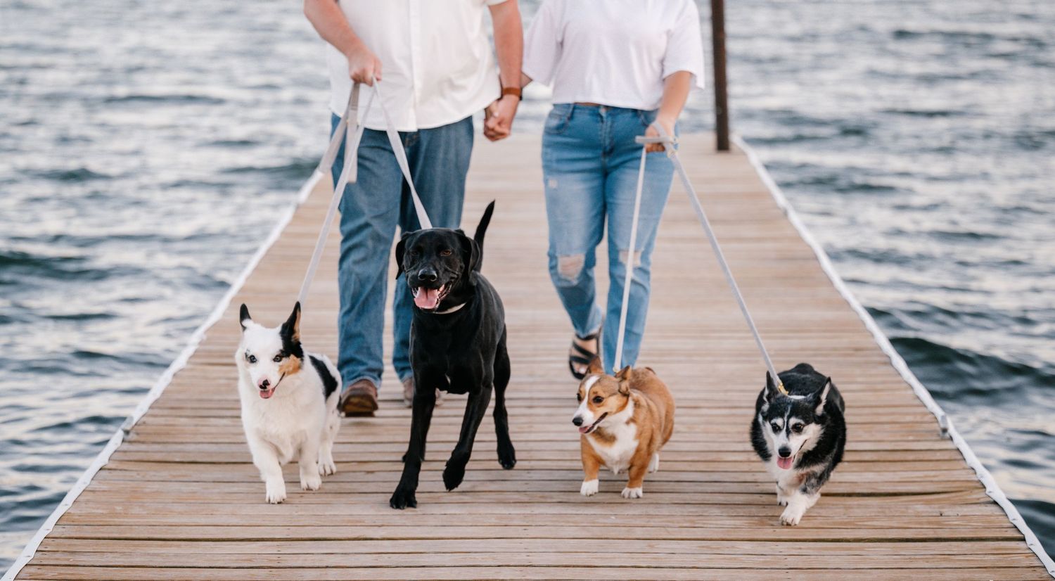 Photos with dogs