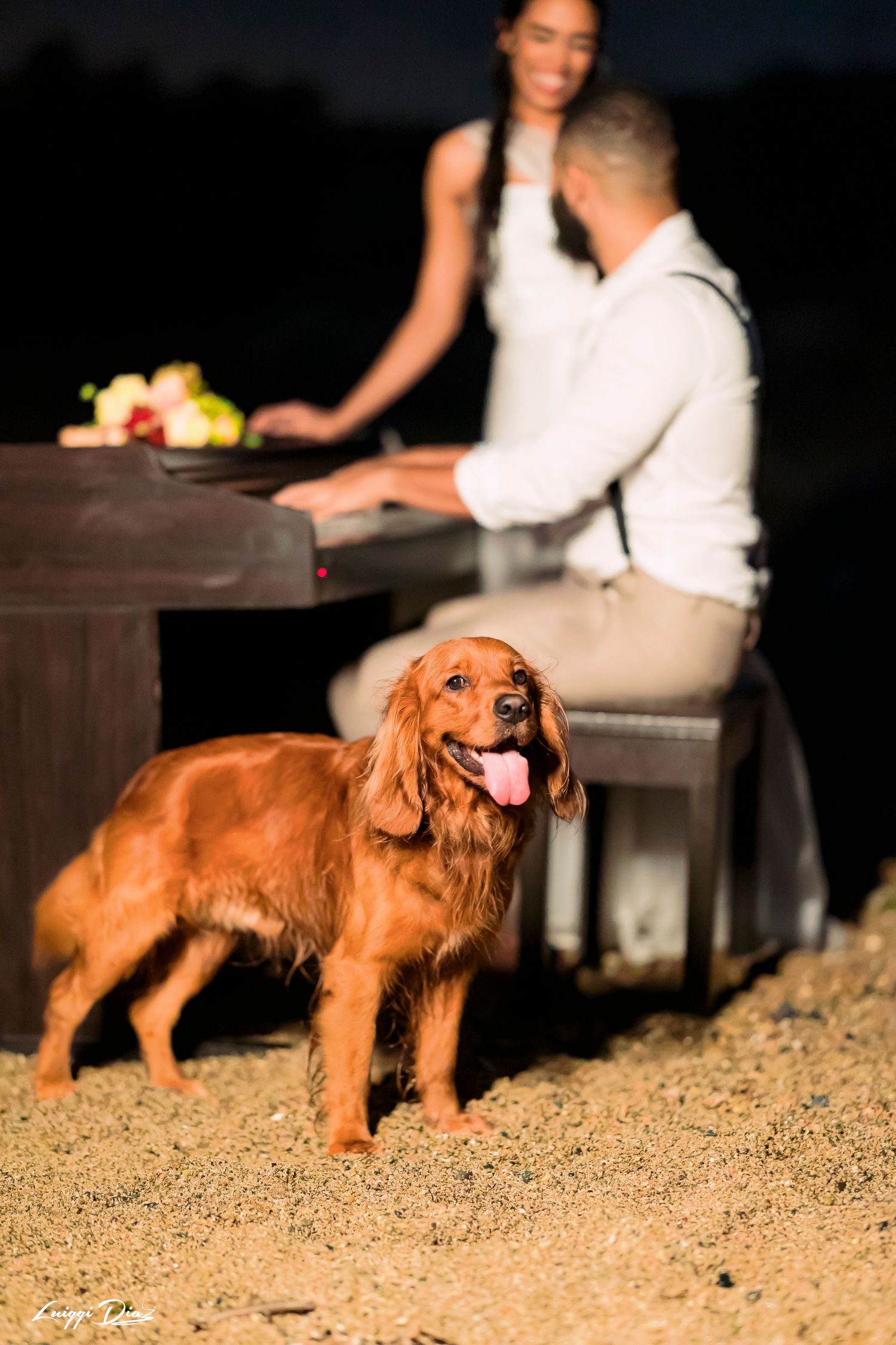 Golden Retriever poses happily in front of a romantic outdoor dinner setting at sunset.