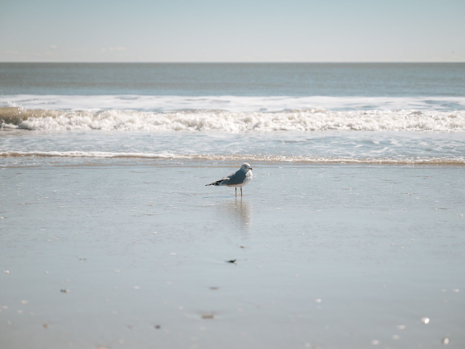 A lone seagull stands on a sandy beach with rolling waves and ocean surf in the background.