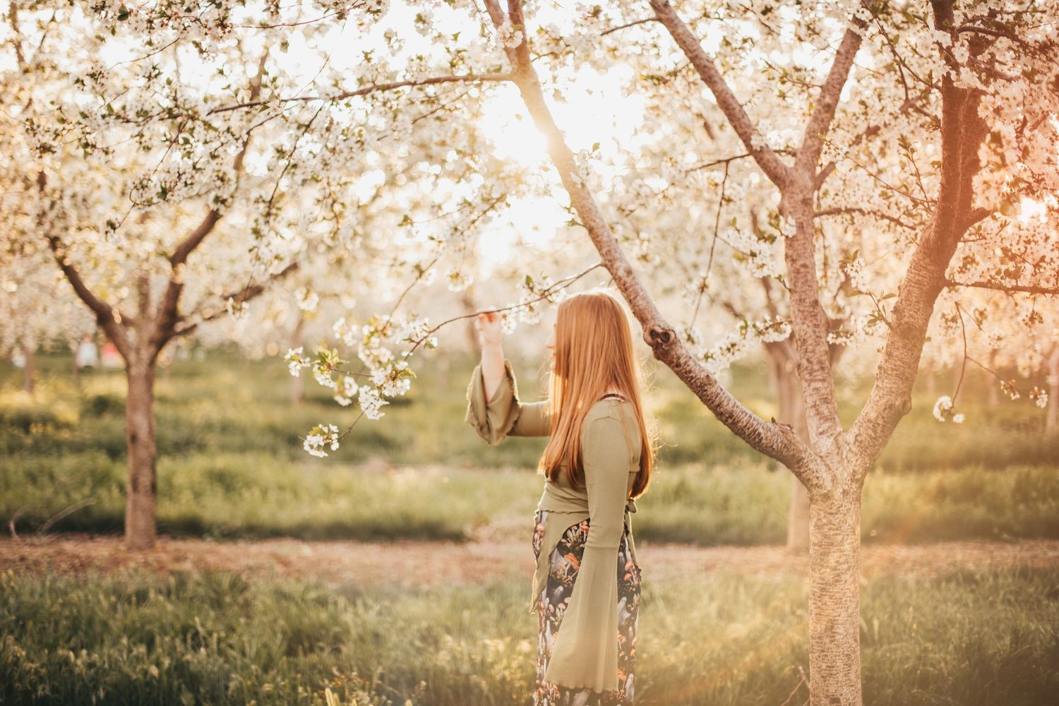 A peaceful springtime scene with blossoming cherry trees and soft sunlight filtering through branches.