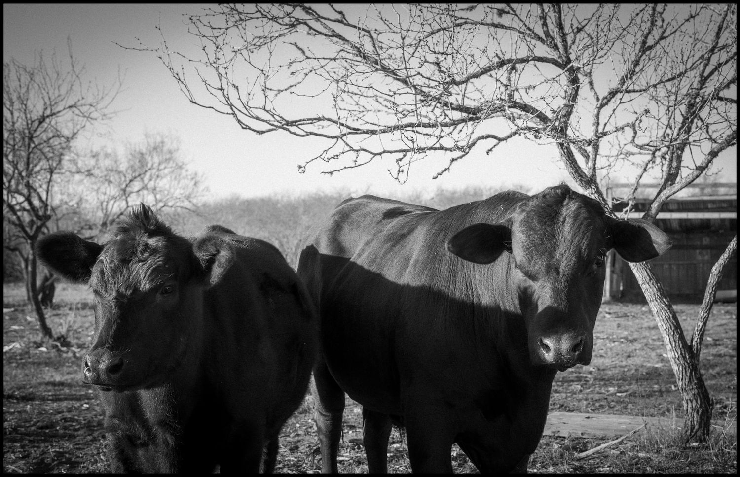 Two black Angus cattle stand near bare trees in a rural farm setting, captured in black and white photography.