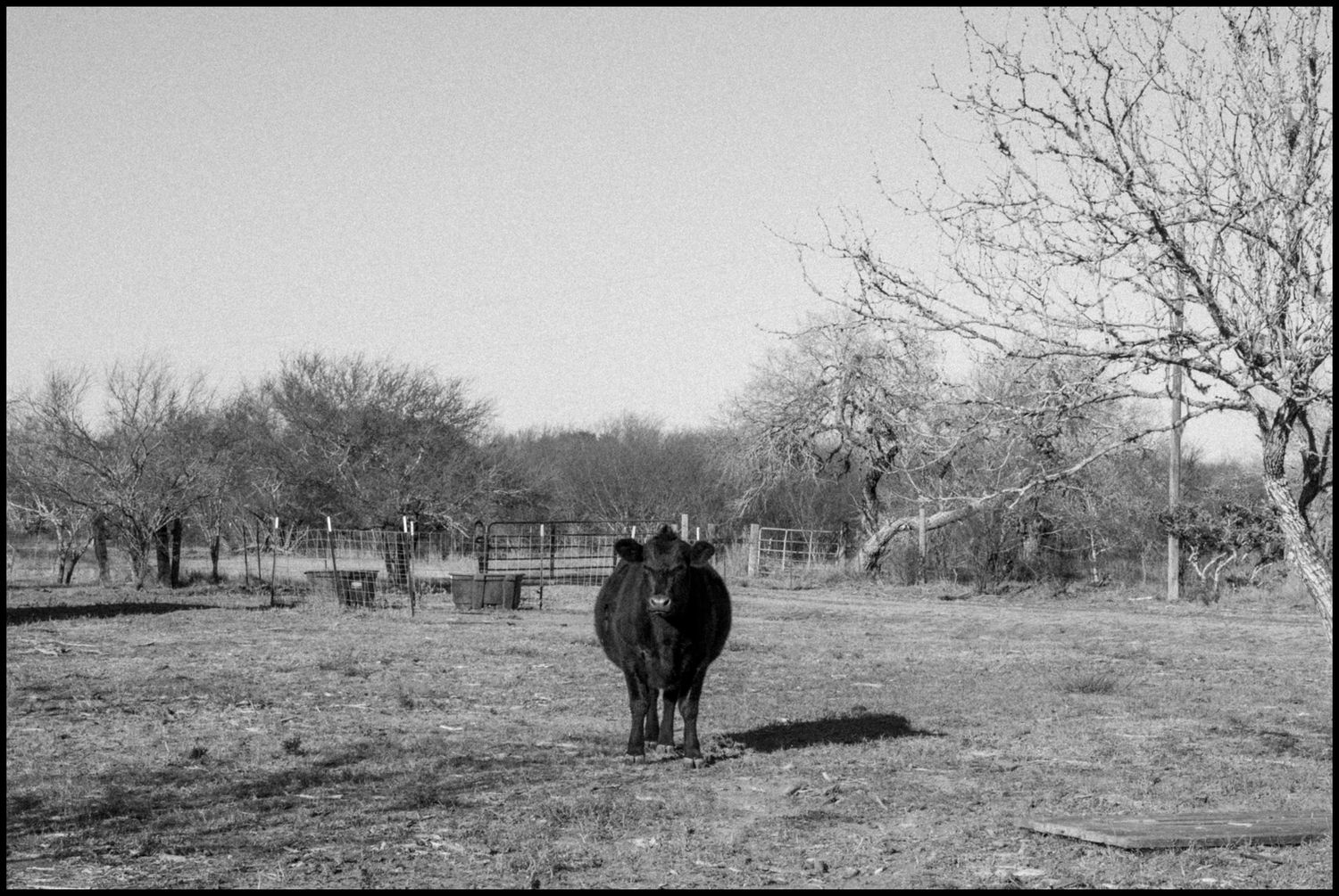 Black and white photo of a lone black cow standing in a barren farm field with bare trees and a fence in the background.