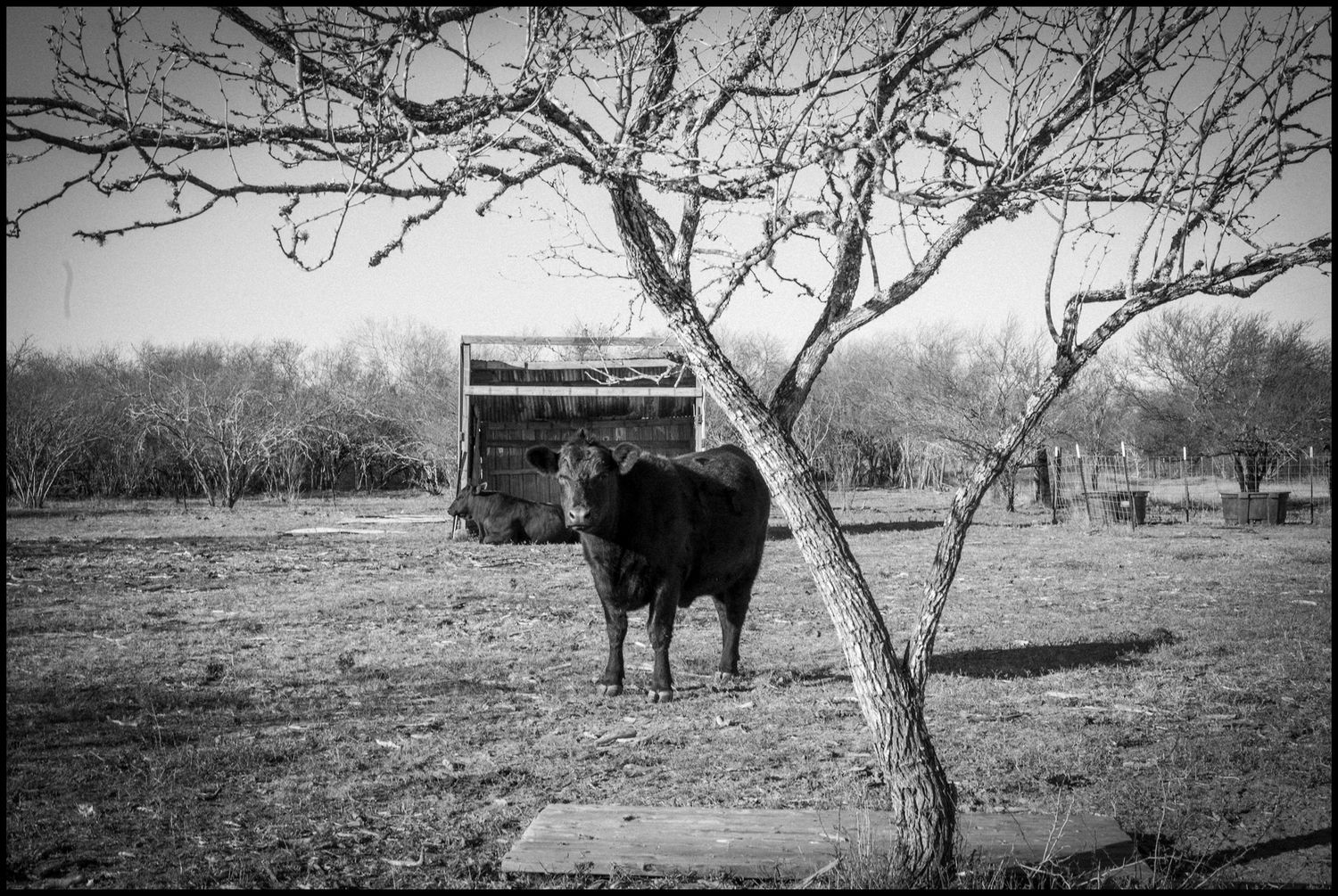 Black and white photo of a lone black cow standing near a bare tree on a rural farm with a trailer in the background.