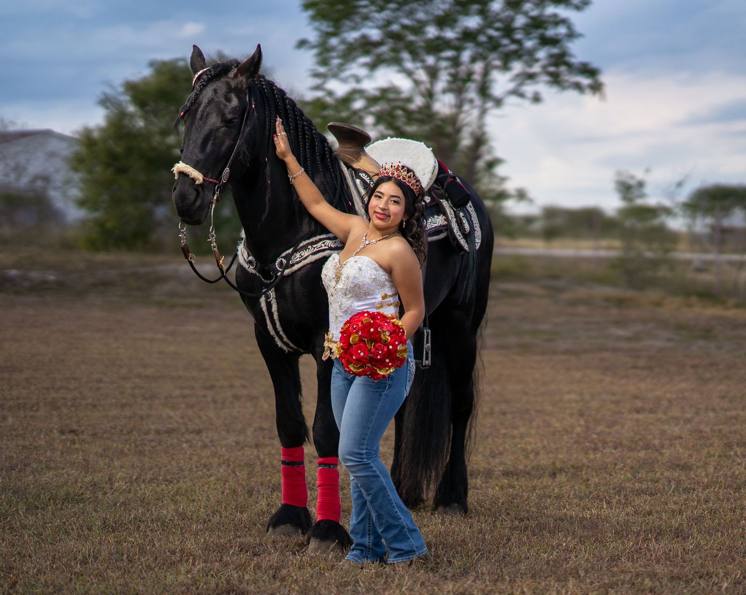 A black horse with red leg wraps poses in an outdoor field setting.