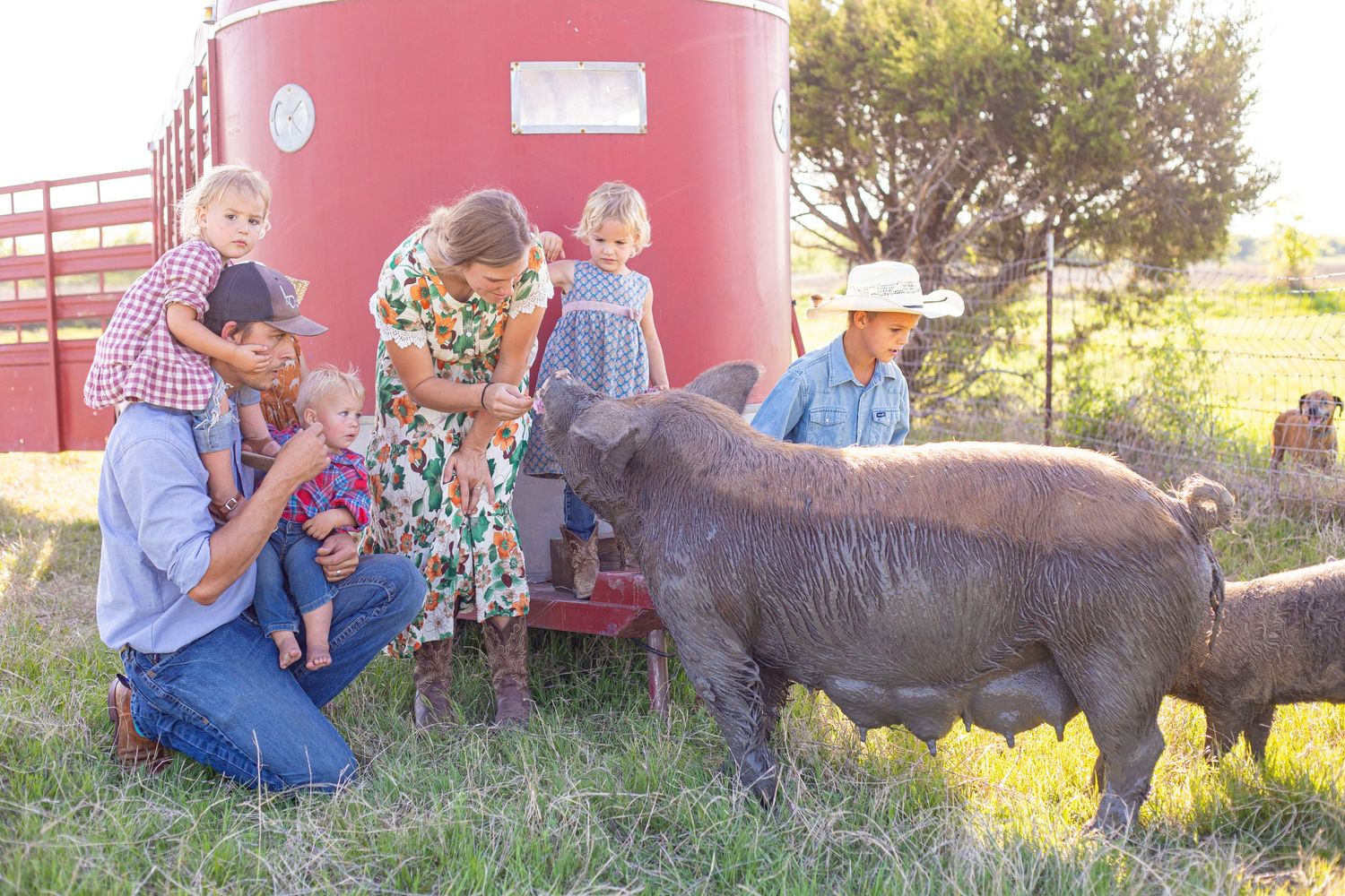 A large pig lies in the grass near a red barn while people gather around.