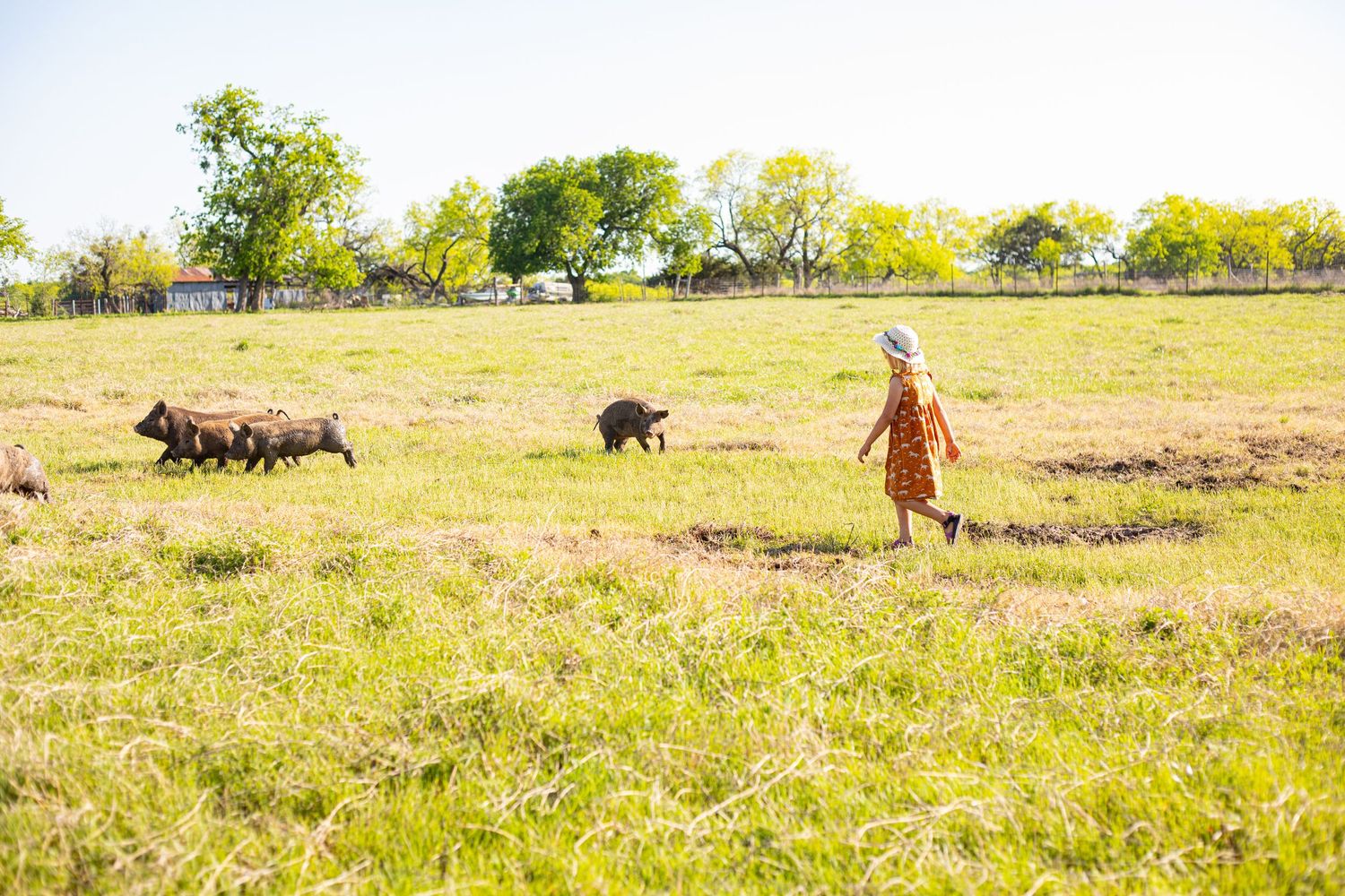 Panoramic view of people and animals scattered across a sunny farm field.