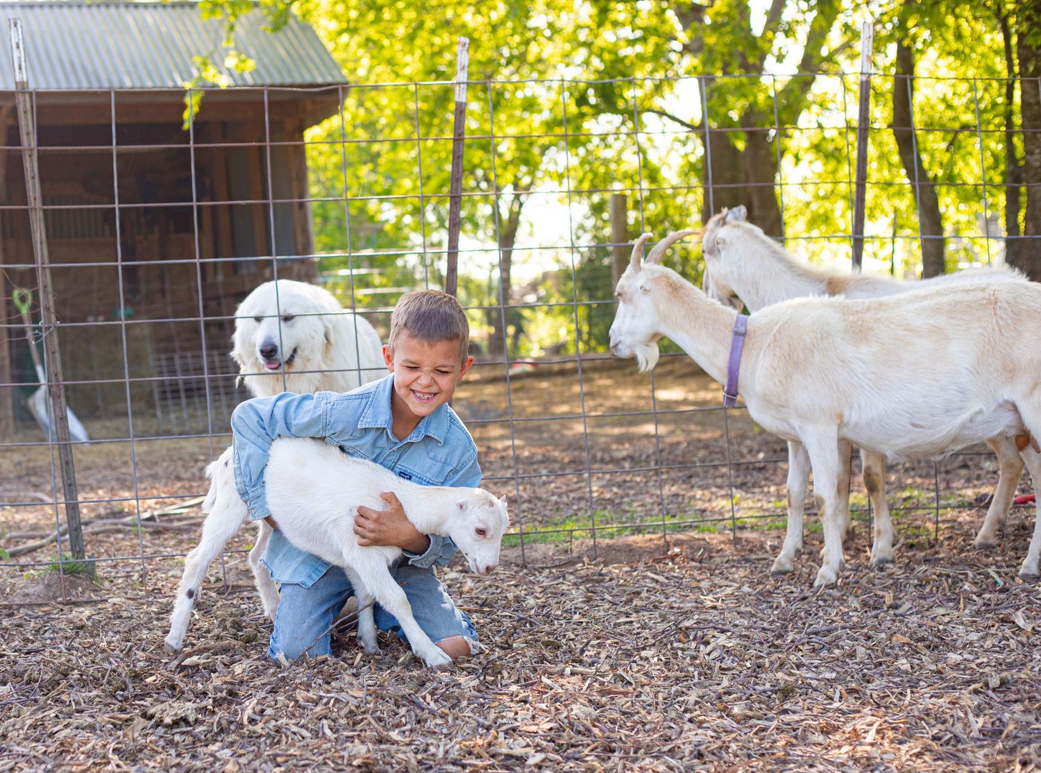Child kneeling to pet a baby goat while other goats graze nearby.