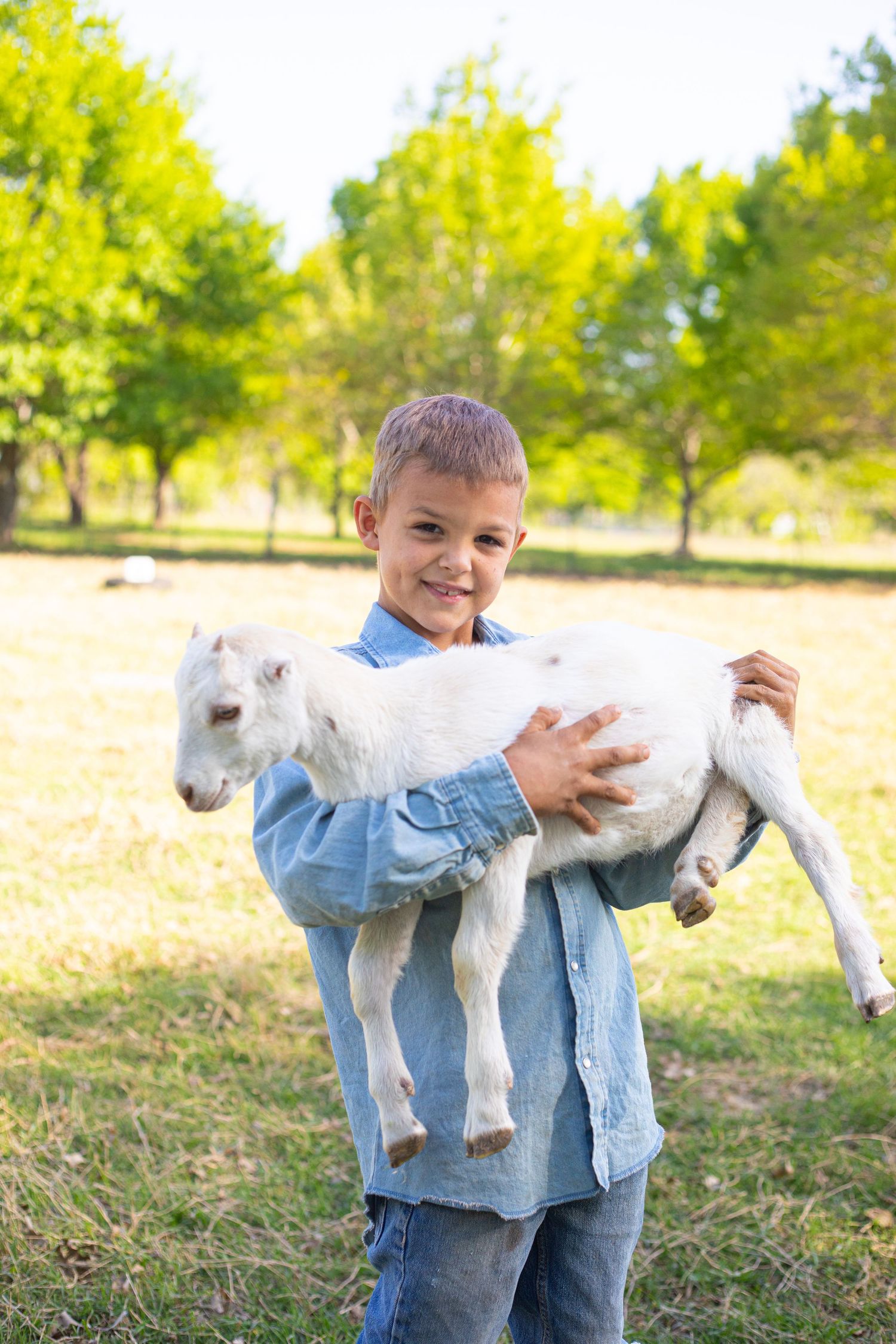 Young child in denim jacket holding a small white baby goat in a sunny outdoor setting.