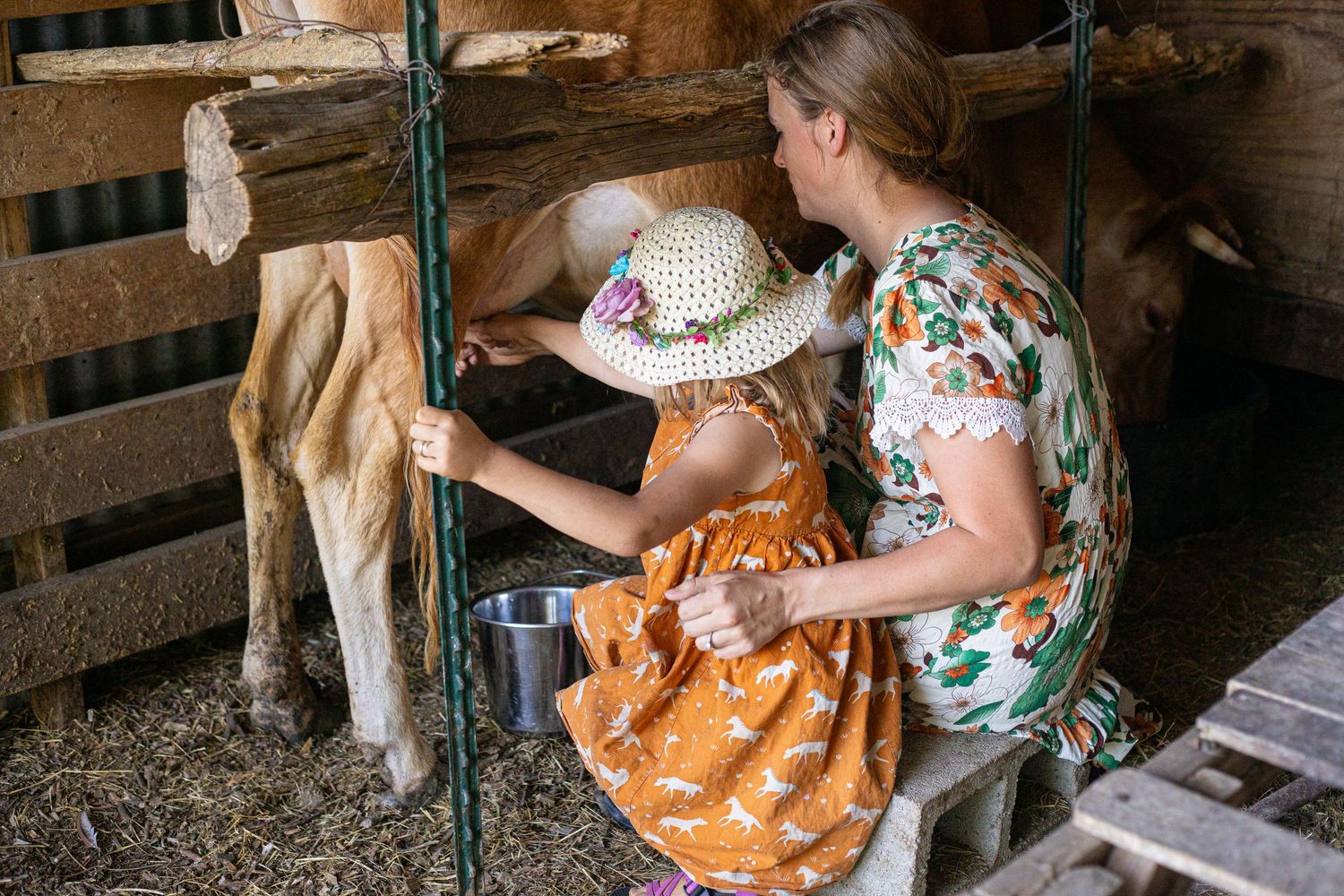 Person in floral dress milking farm animal in wooden barn stall.