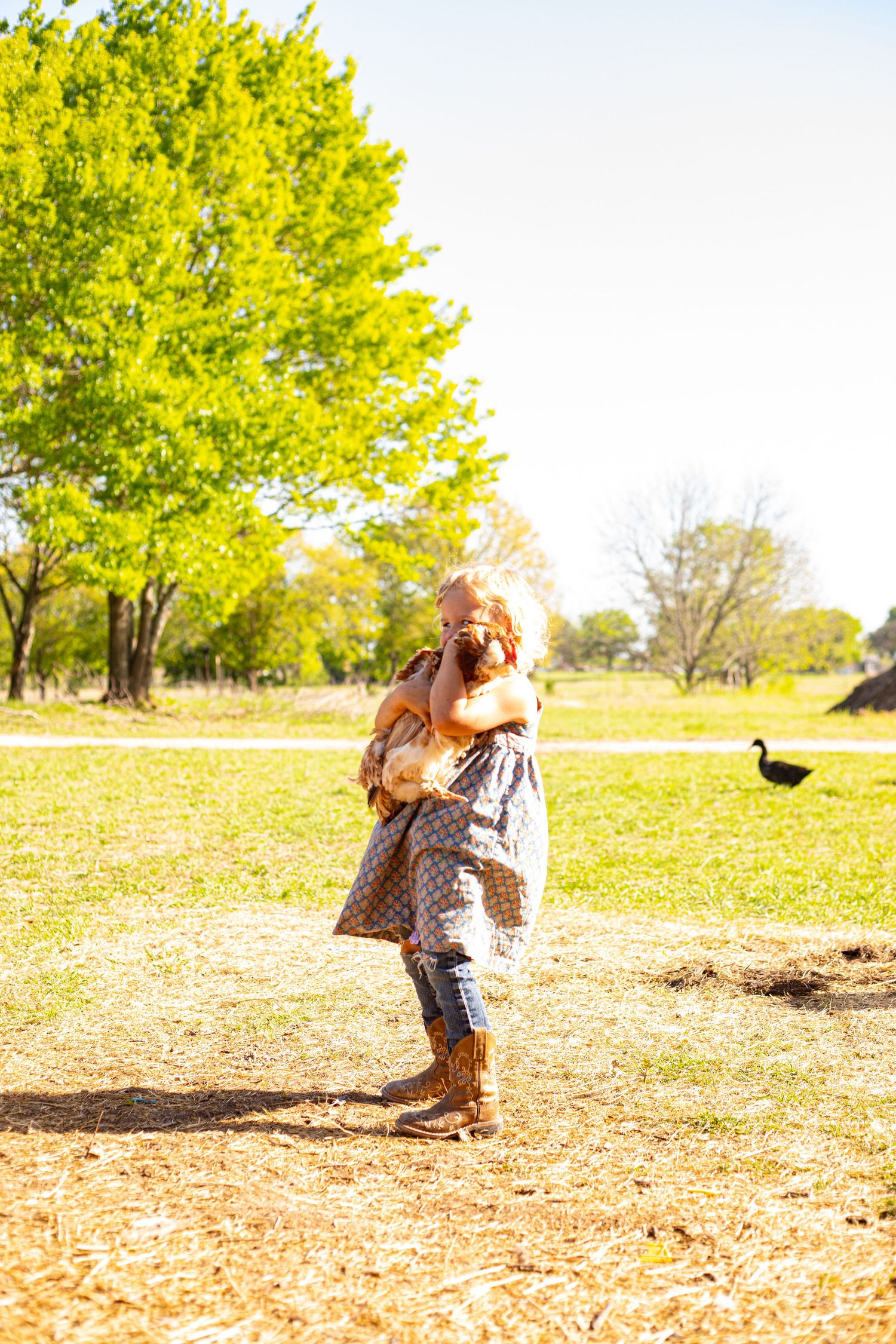 Person carrying chicken across sunny field with trees in background.
