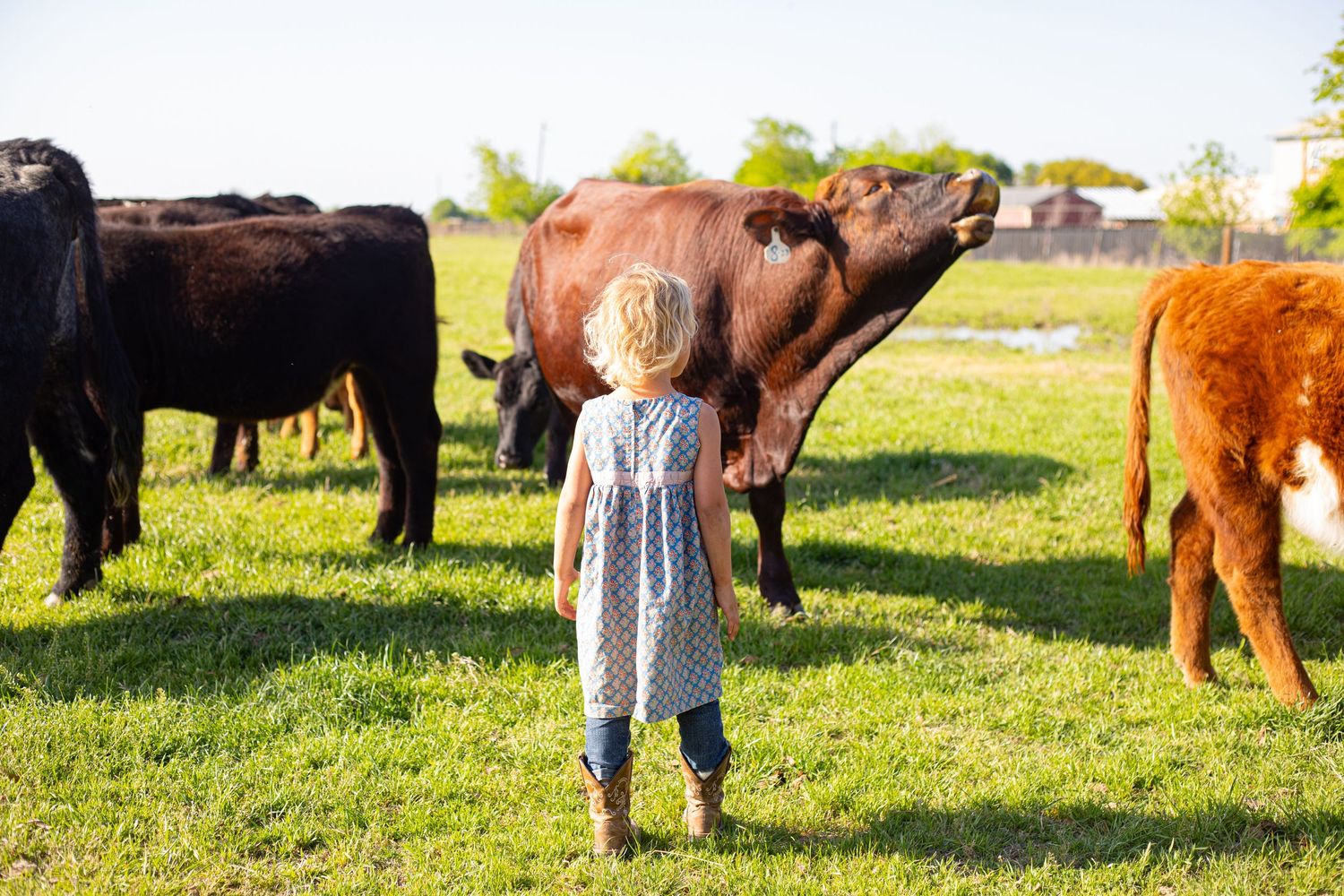 Cattle grazing in a green pasture with people visiting the farm.