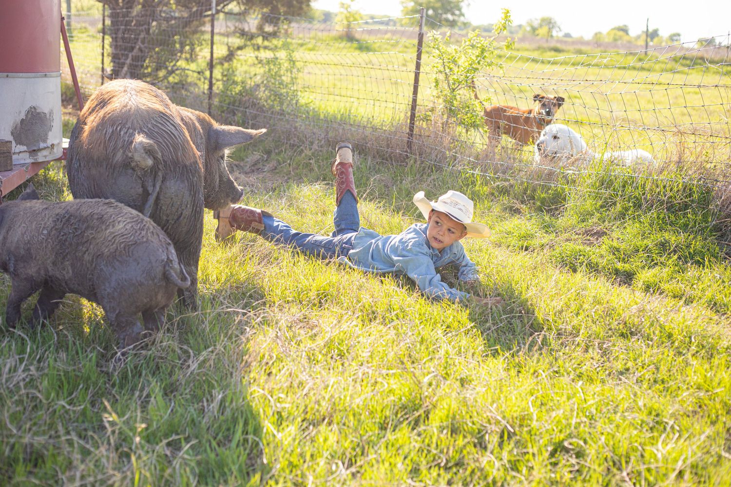 People sit near a red barn while a pig rests in the grass during golden hour.