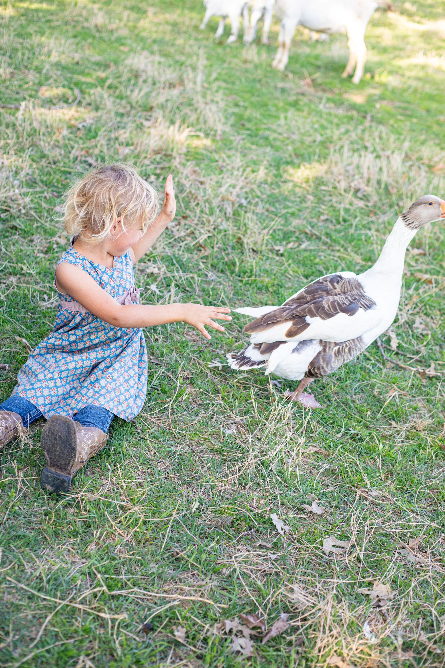 Child in blue dress feeding geese on grassy farmland.