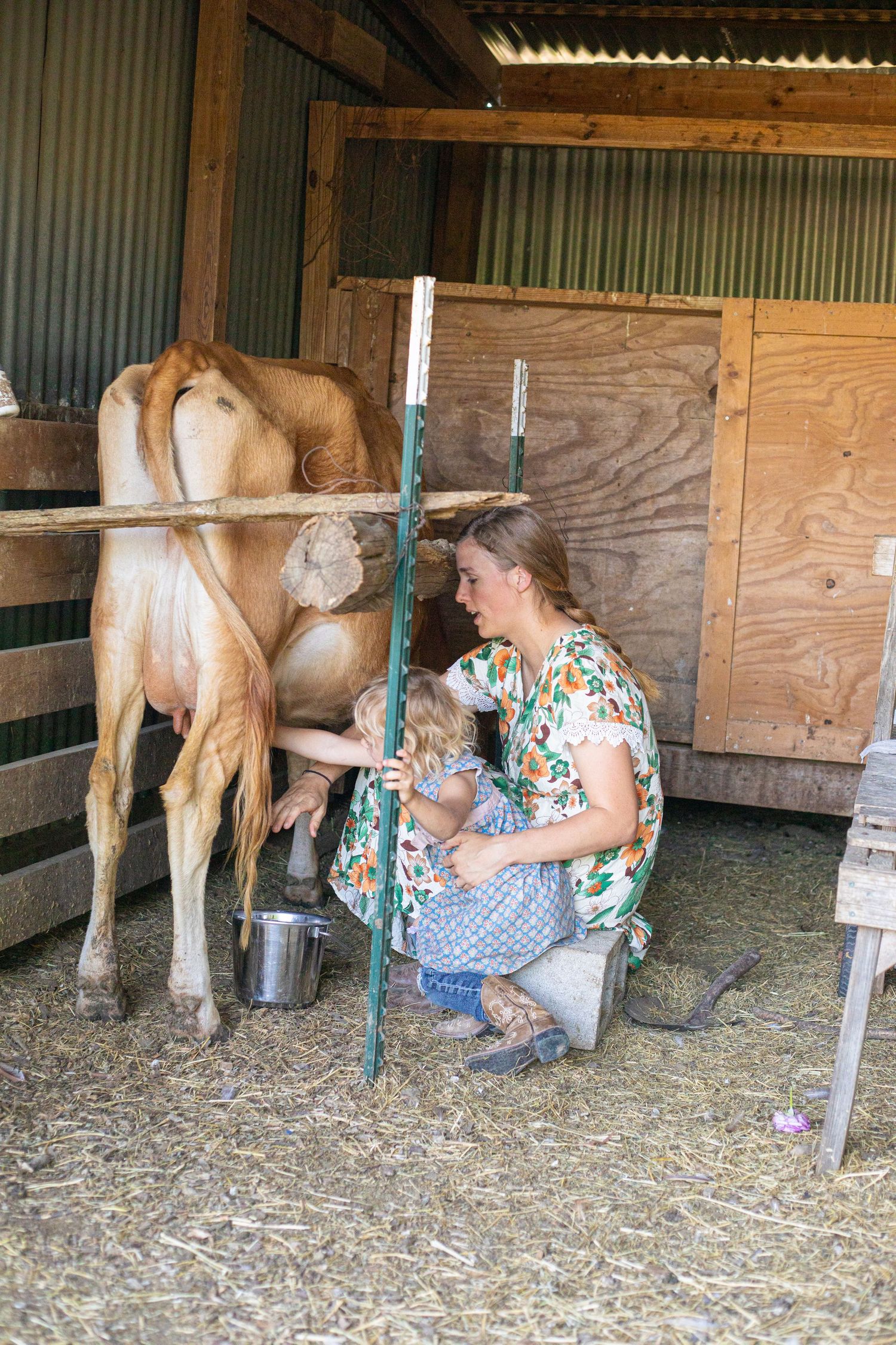 Person in floral dress milking a young calf in rustic barn setting.