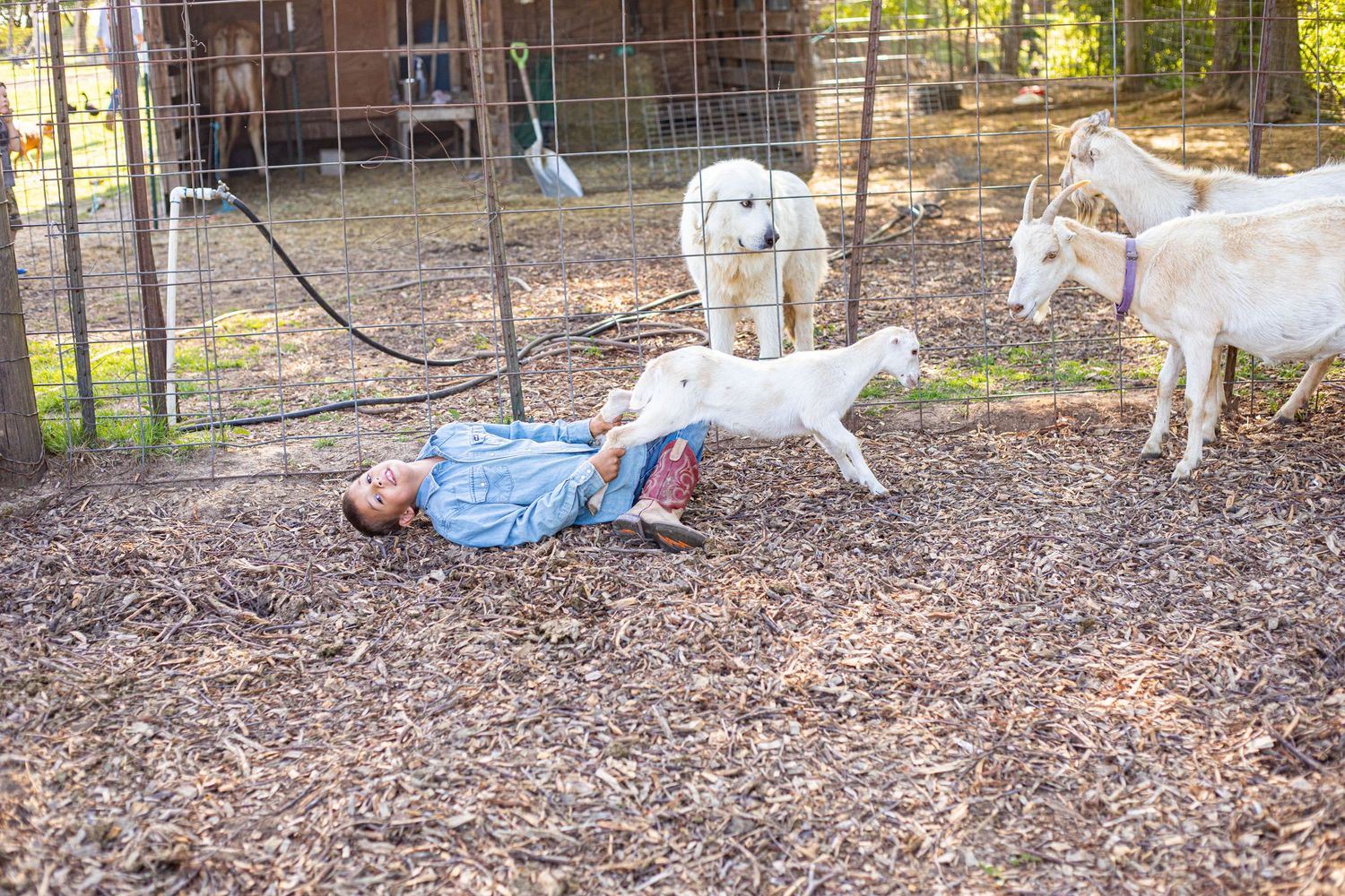Child lying on mulch ground while white goats investigate playfully.